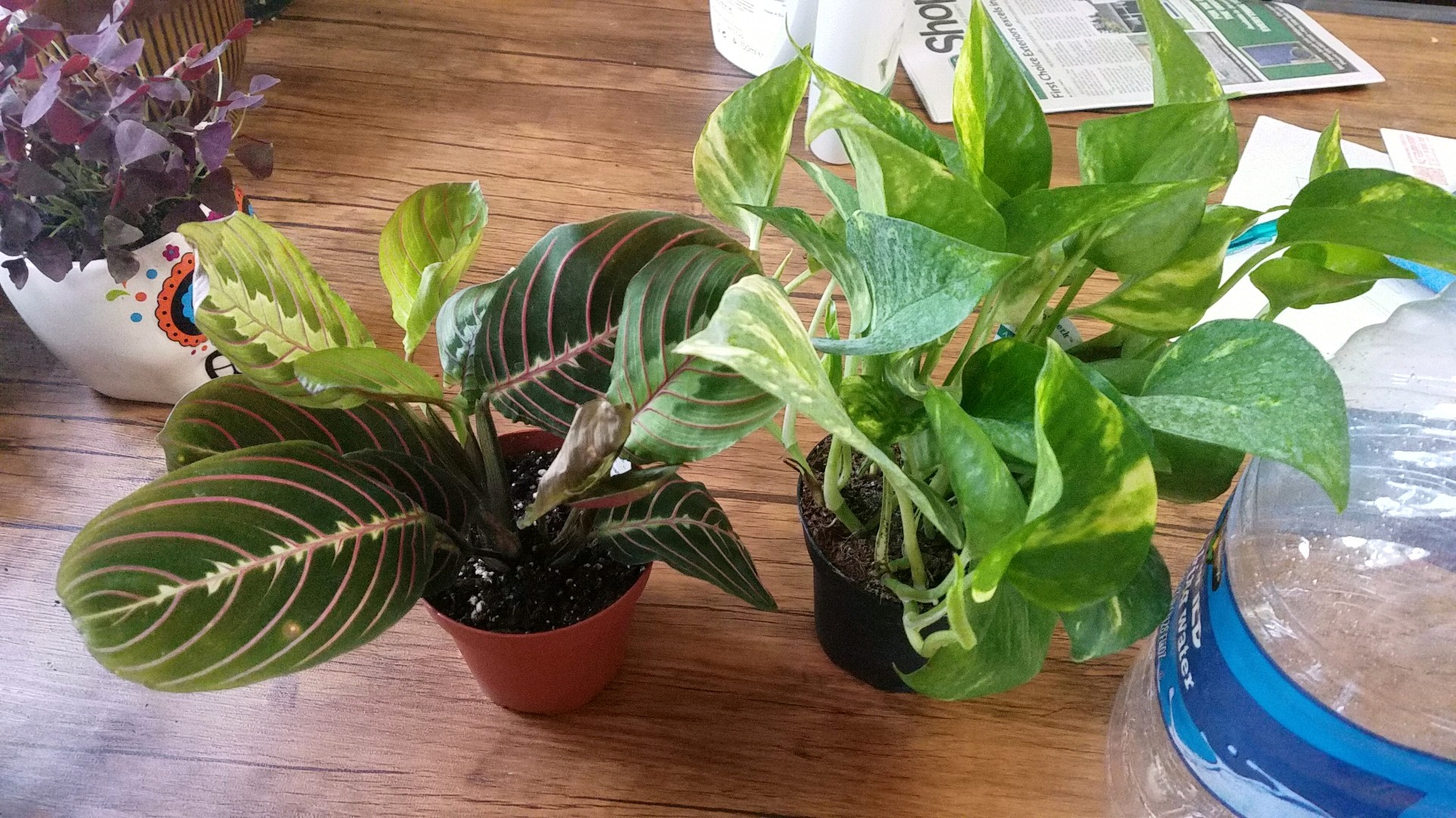 I know the one is a prayer plant not sure on the other I'd please and