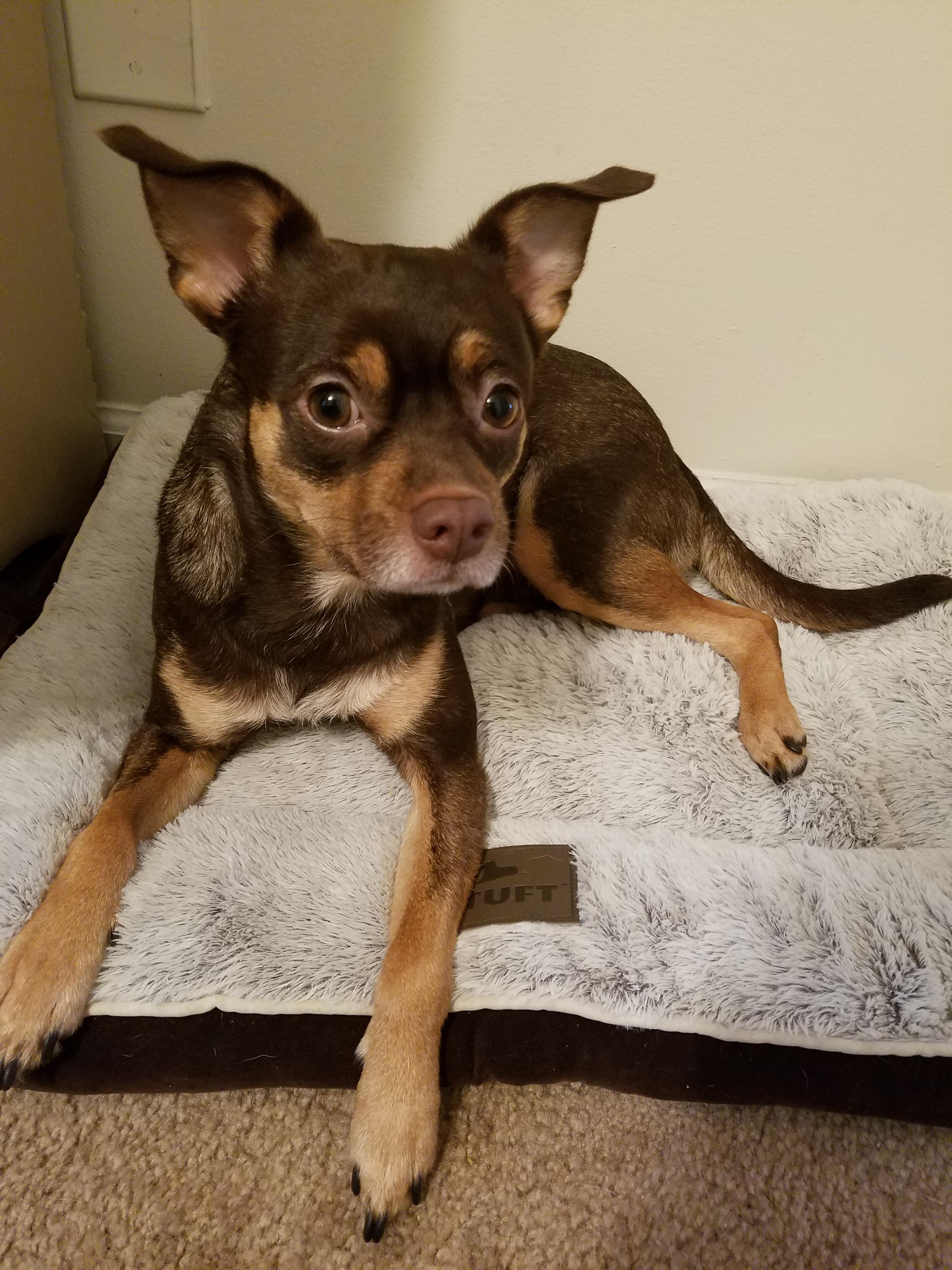 Do you think my chihuahua mix is part min pin? minpin