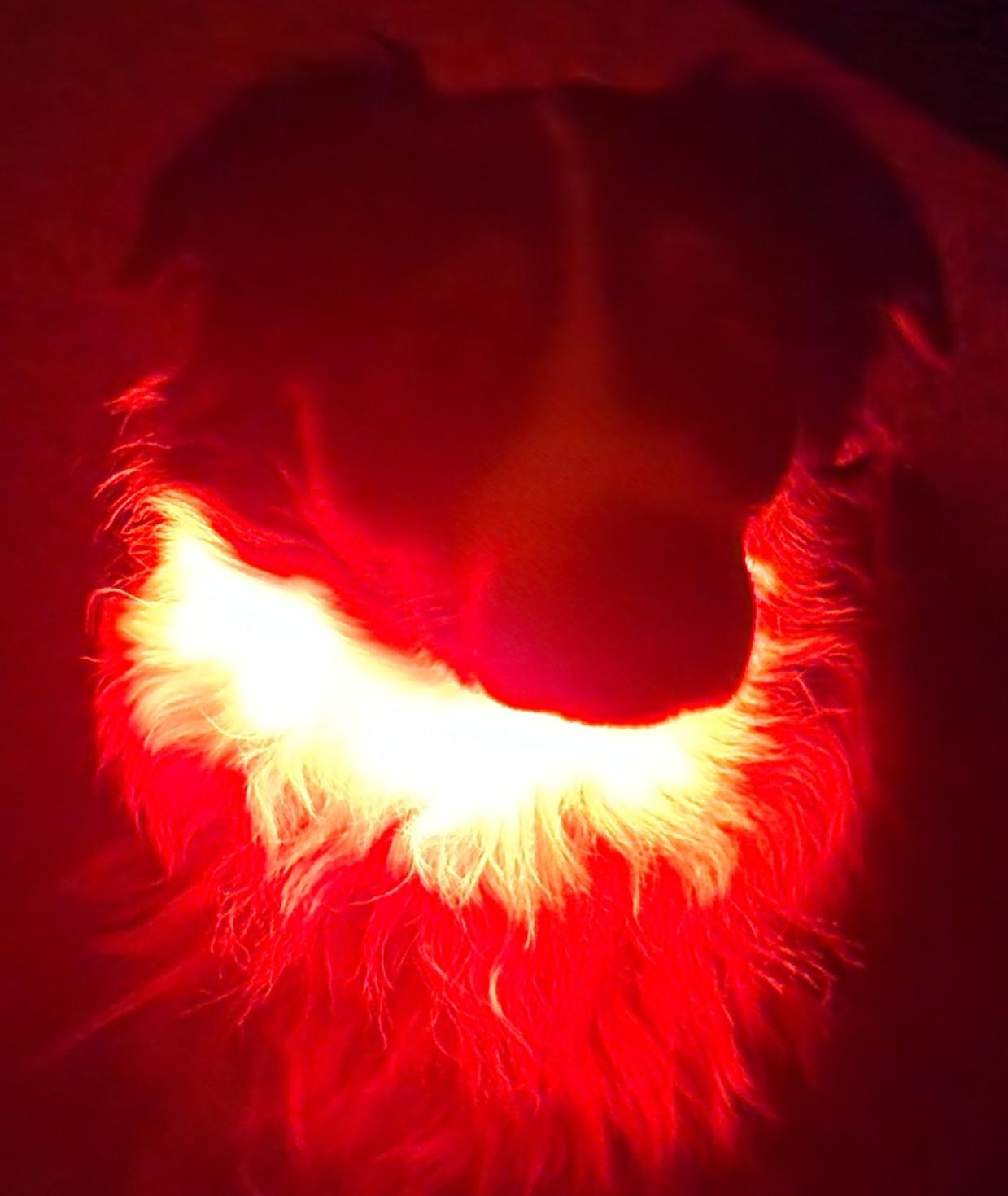 Devil dog? Nope! sweetest dog ever going on a nighttime walk r