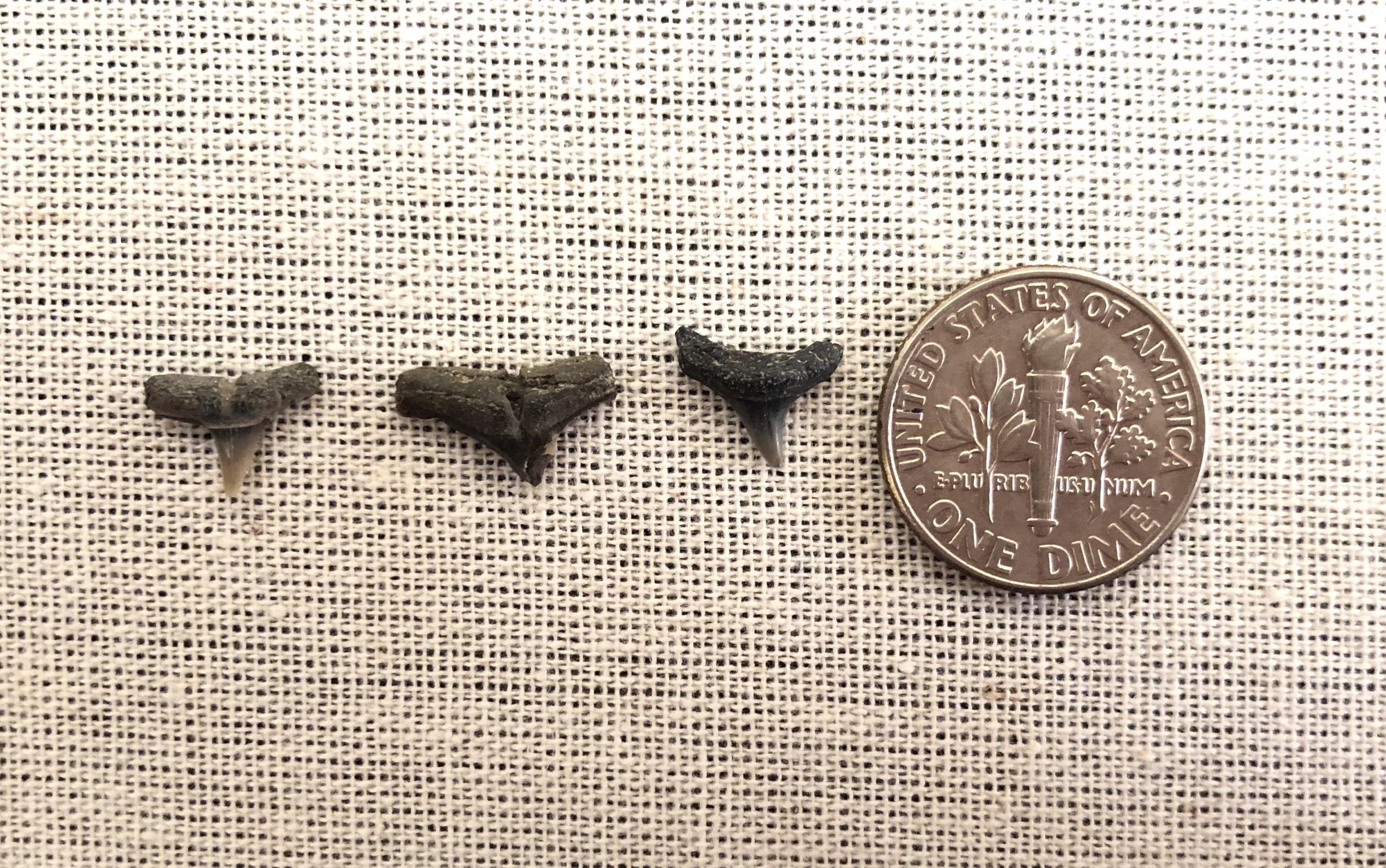 Shark Teeth Lee Creek Arkansas r/fossilid
