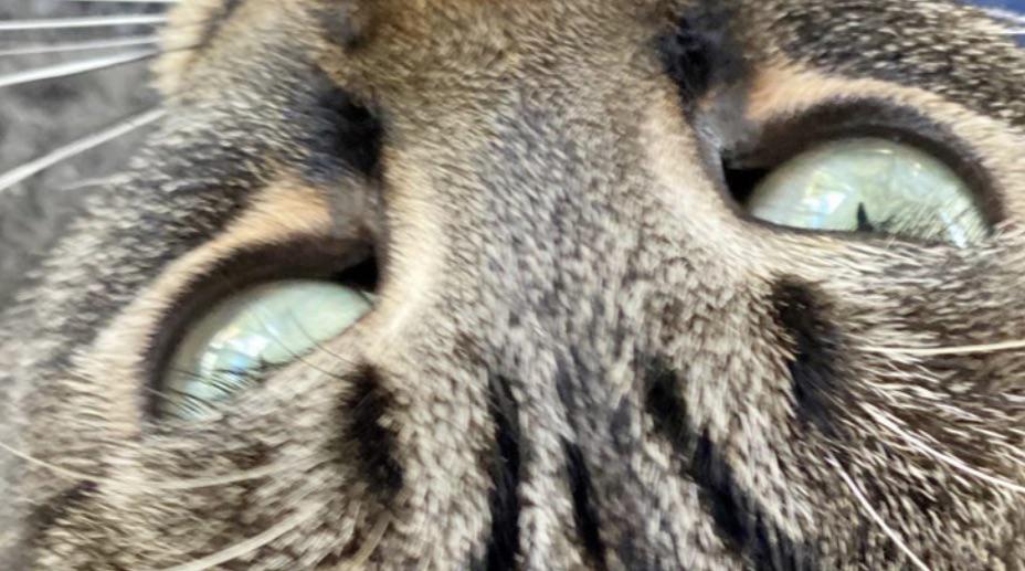 Just now figured out the cats have little black eyelashes. I always