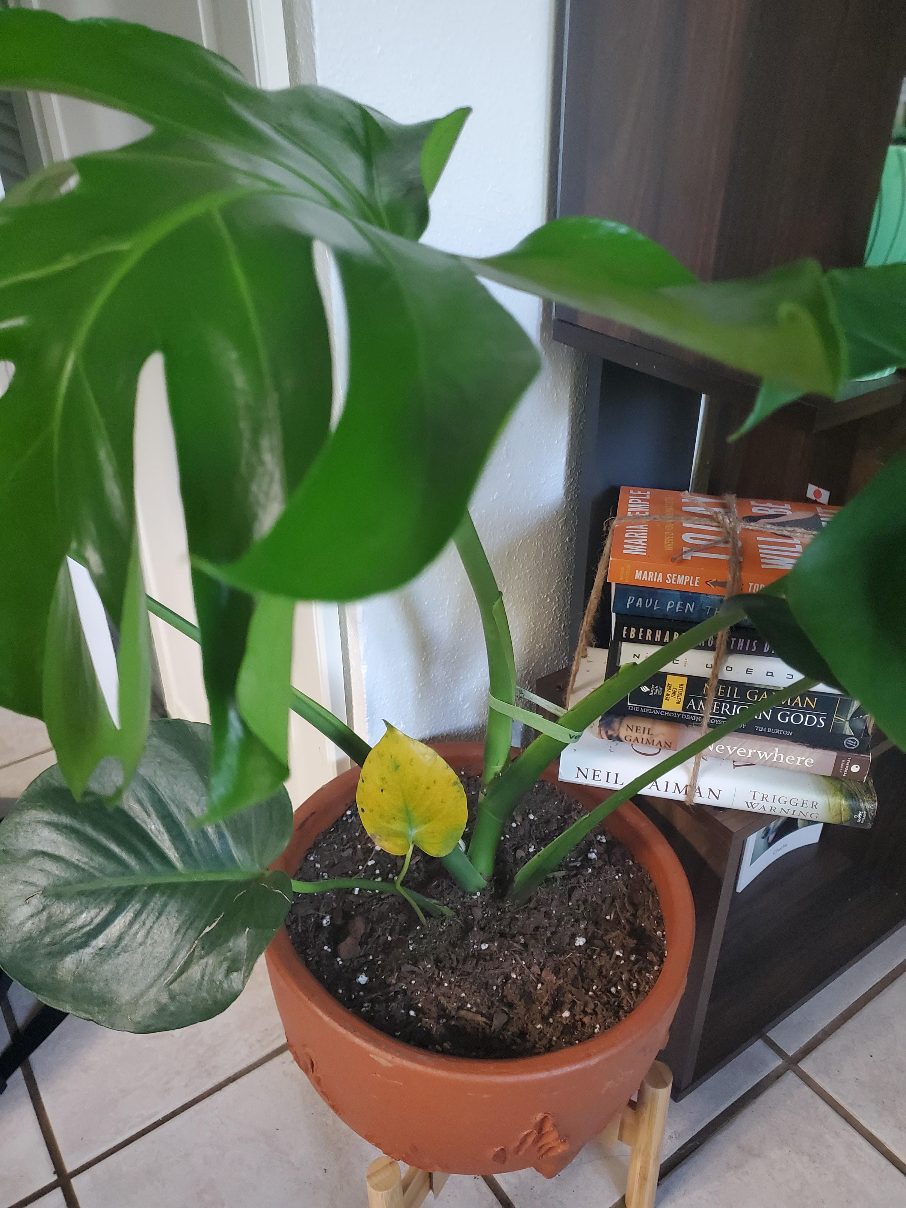 Should I cut off the yellowing leaf? r/Monstera