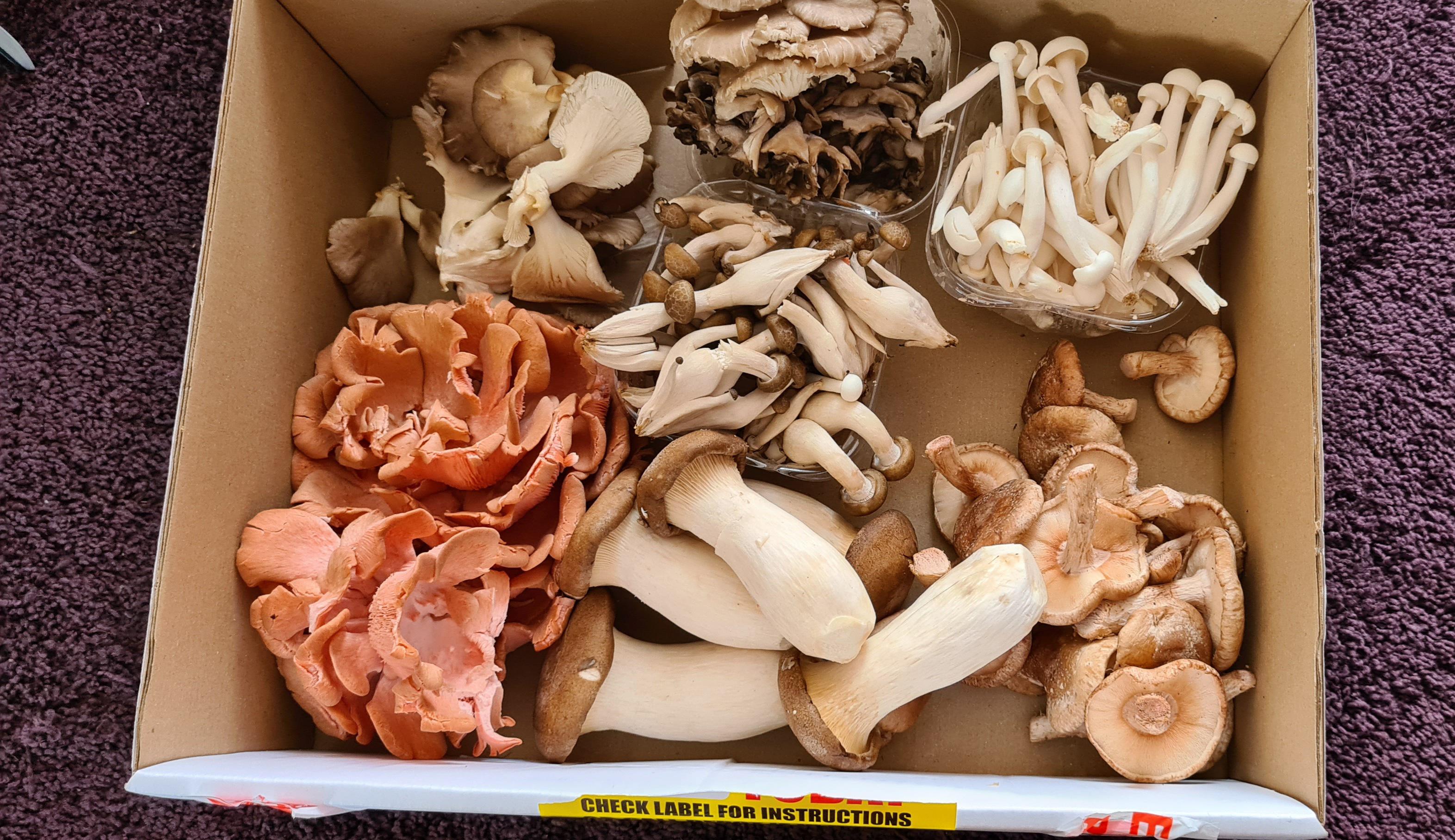 By chance I got my hands on a load of gourmet mushrooms. Brown and pink