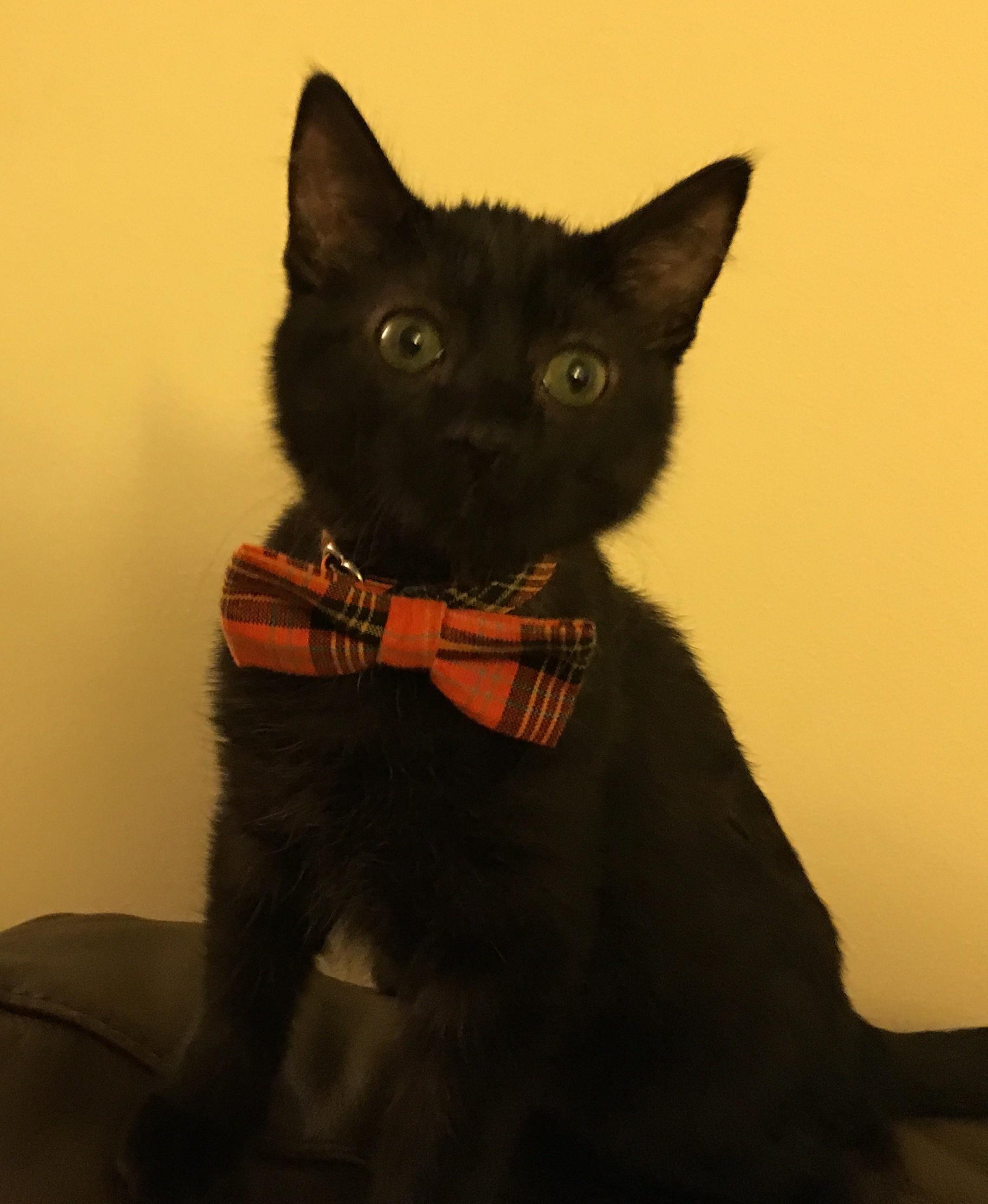 Spoopy is one dapper kitty r/kittens