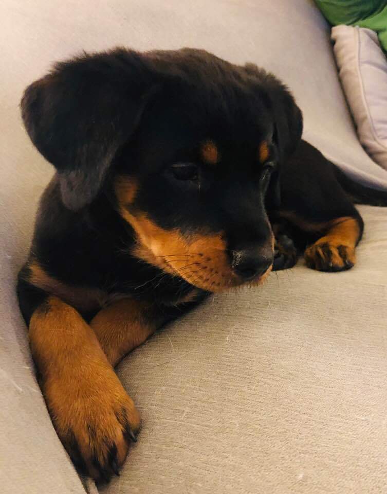 When Do Puppies Stop Growing Reddit