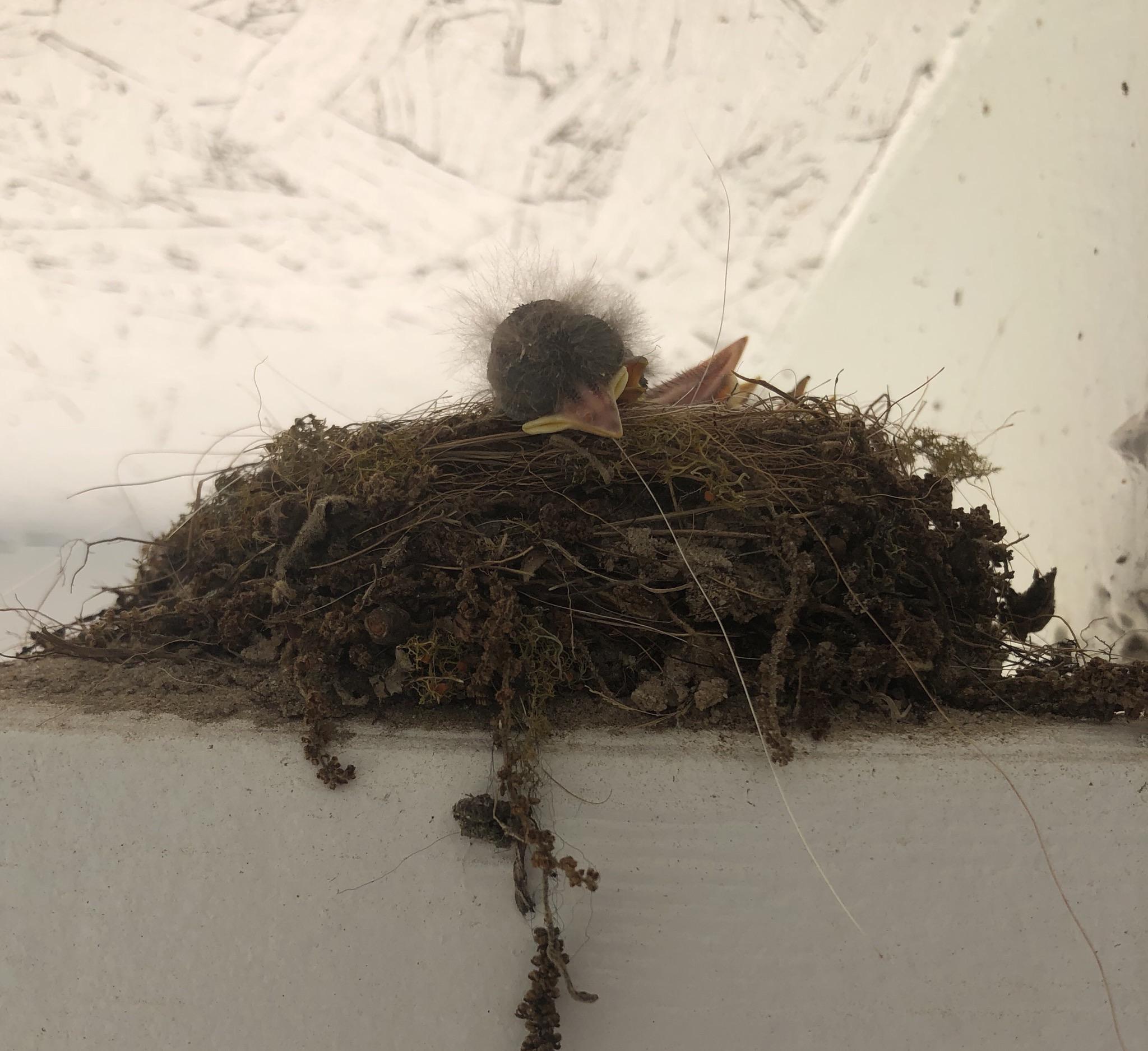 a mama bird made a nest on my porch. recently, her eggs have hatched. i