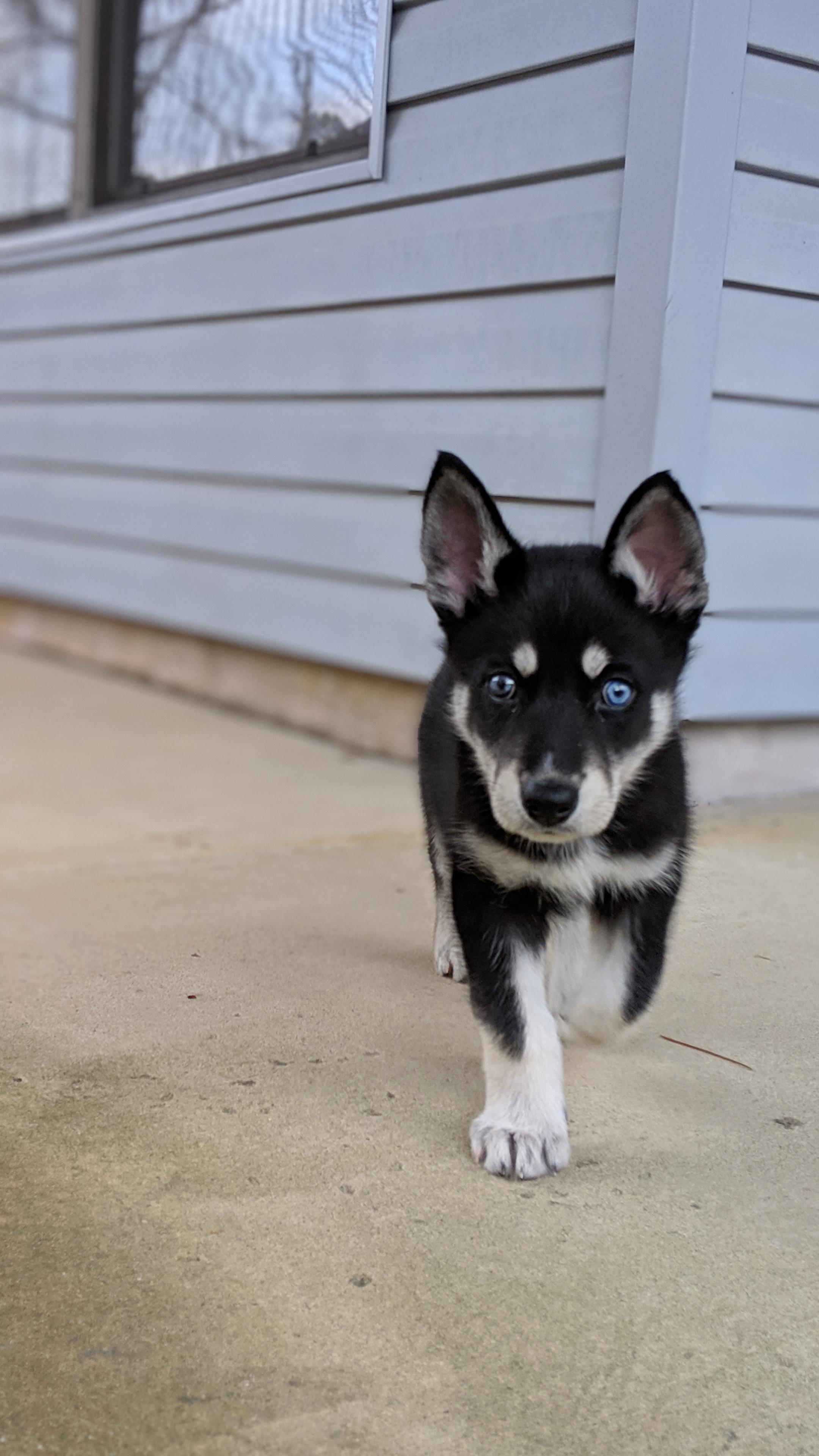 Are Huskies Half Wolf Half Dog