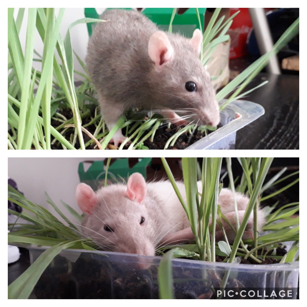 Amelia & Tingle are loving their oat grass box. I going to make them a