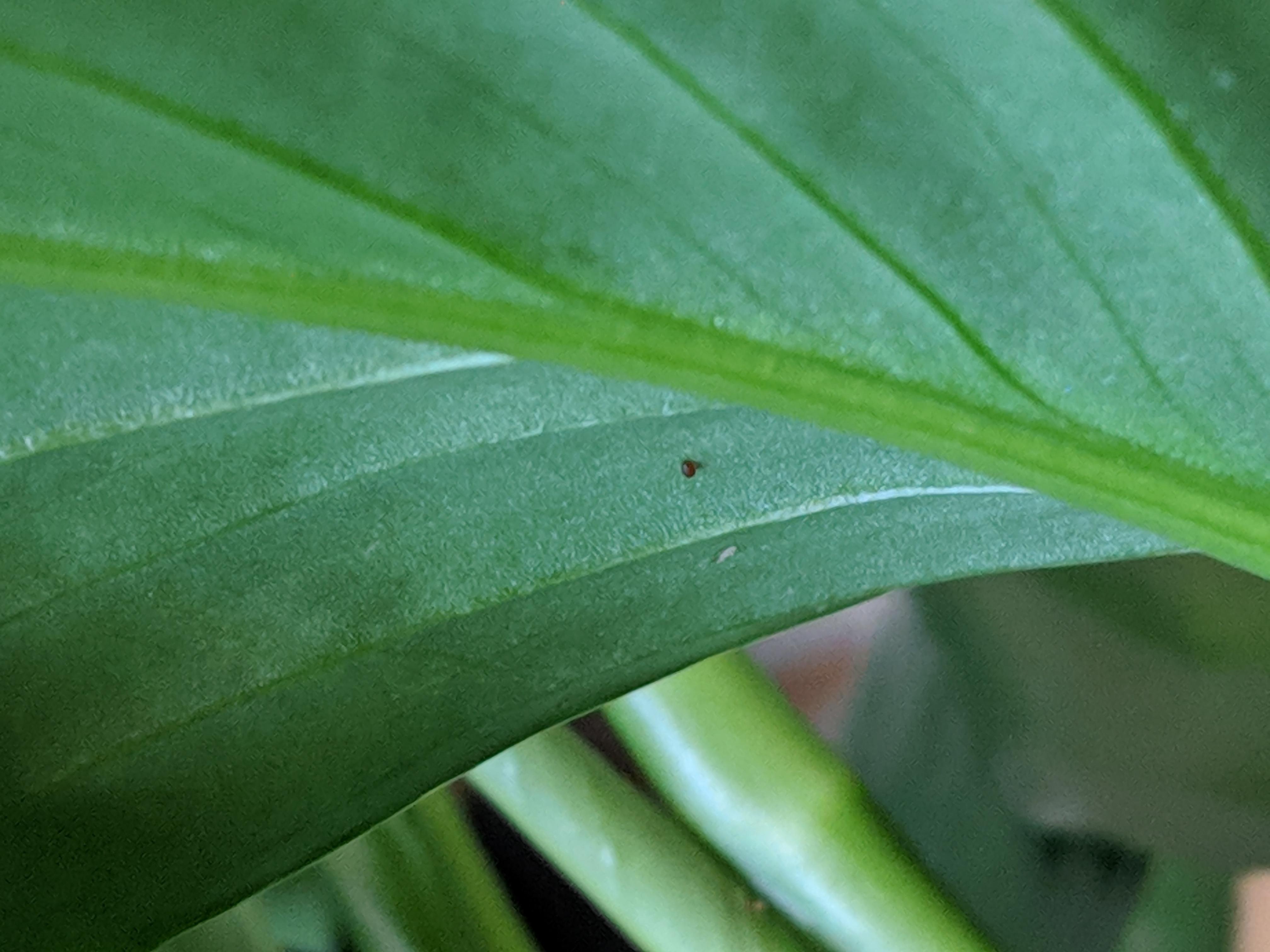 Peace lily black spots on underside r/houseplants