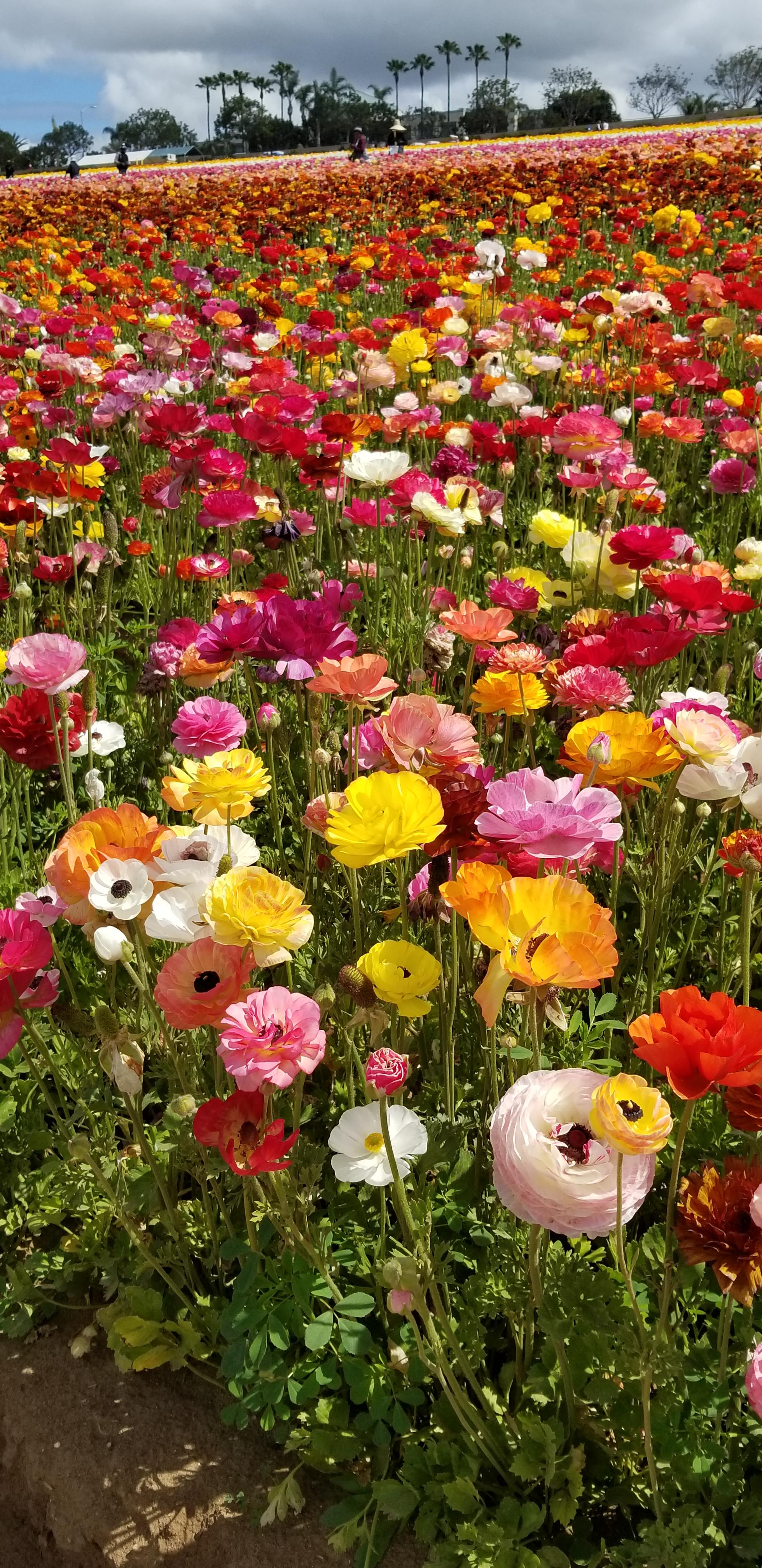 The Flower Fields at Carlsbad, California last April. Ranunculus of