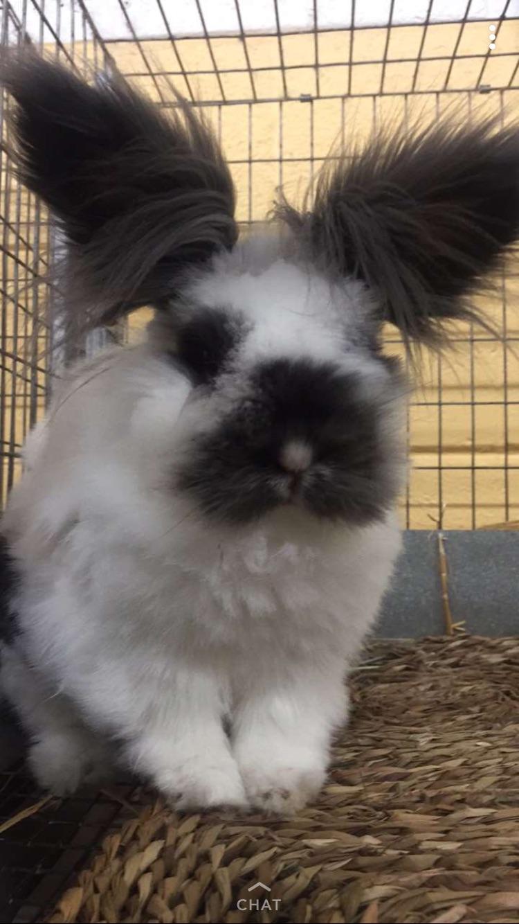 My fiancé and I volunteer at a local rabbit rescue. Meet Rabunzel! r