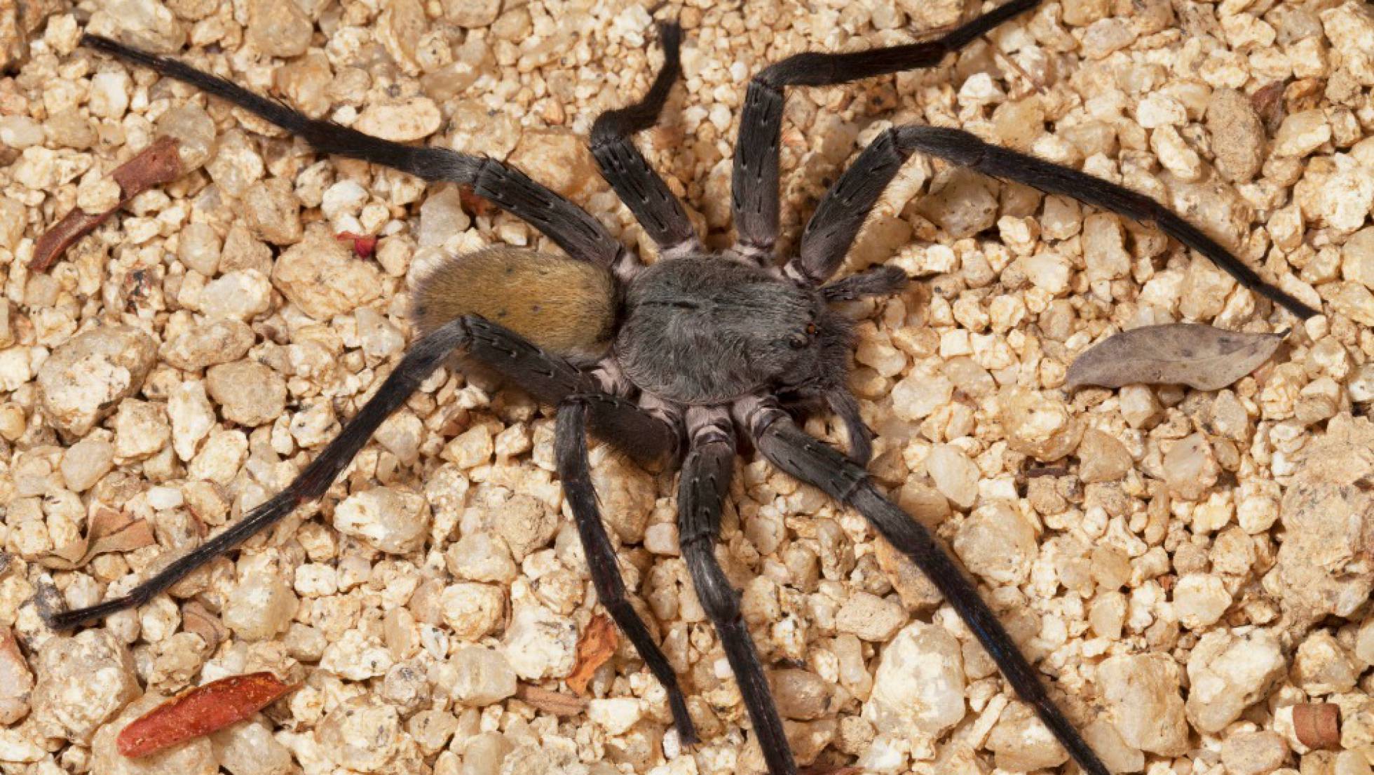 A new giant spider has been discovered in México r/spiderbro