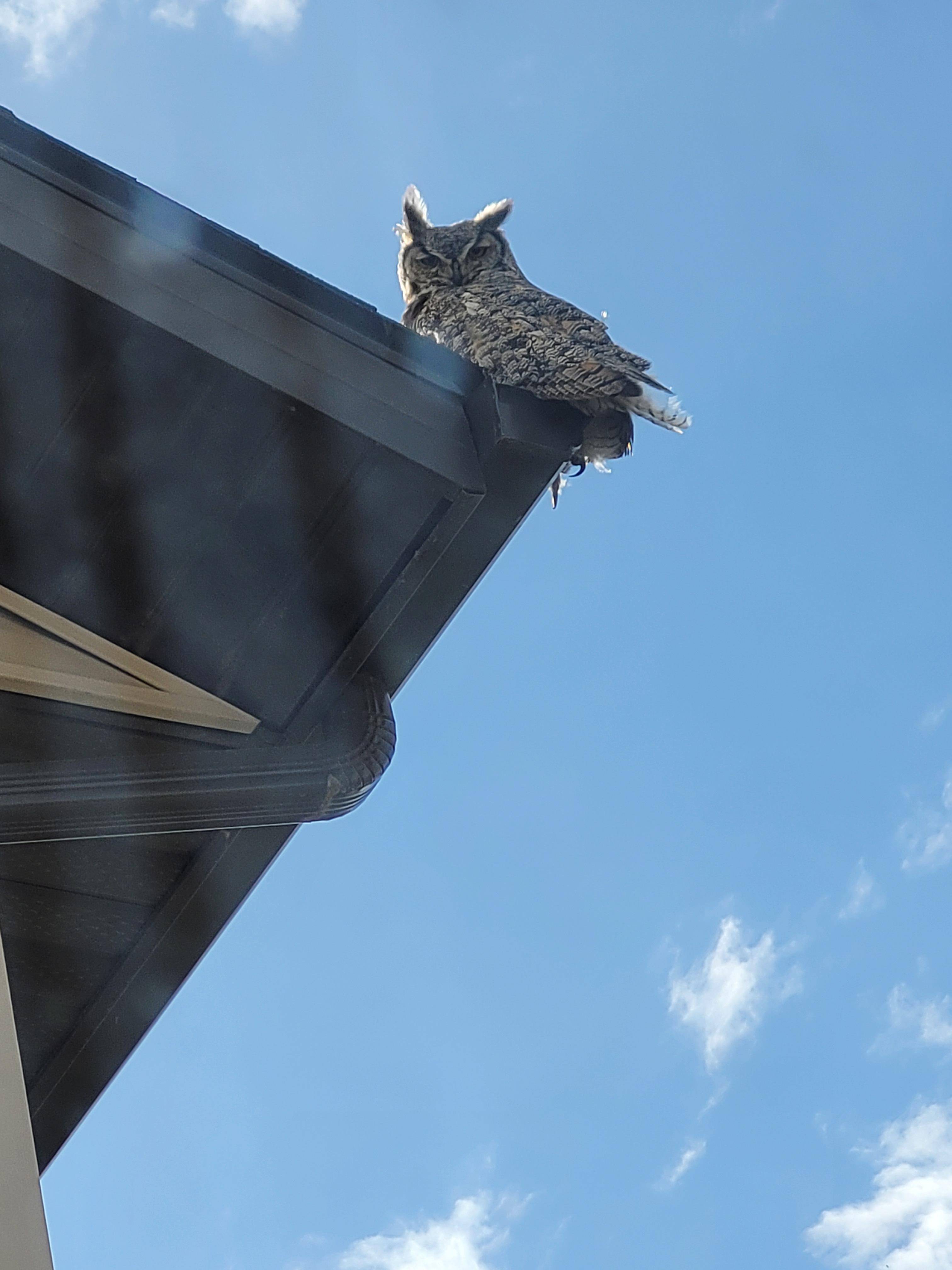 a great horned owl, sitting on my neighbour's roof, staring into my