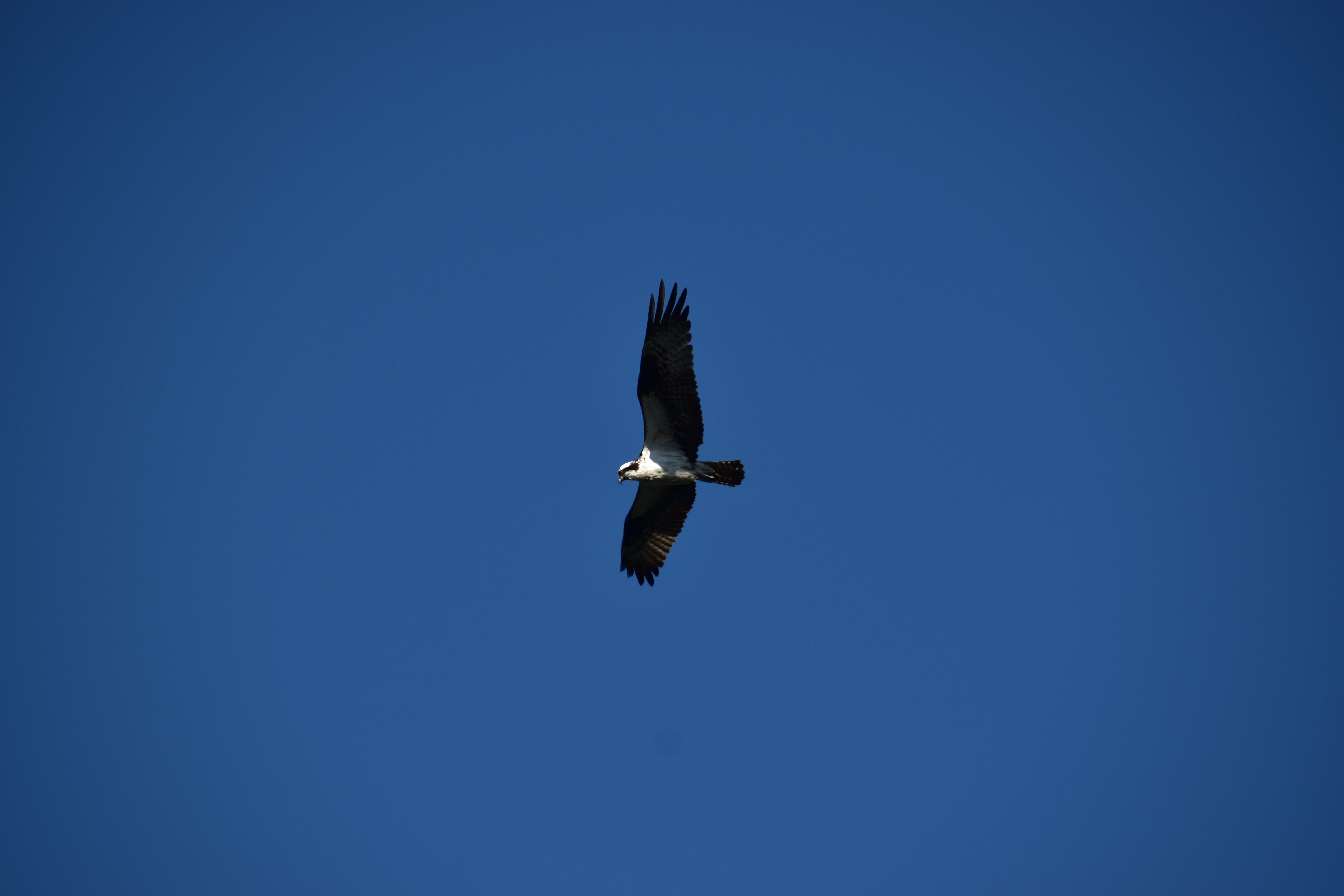 Hunting over Prince Gallitzin State Park lake in PA r/whatsthisbird