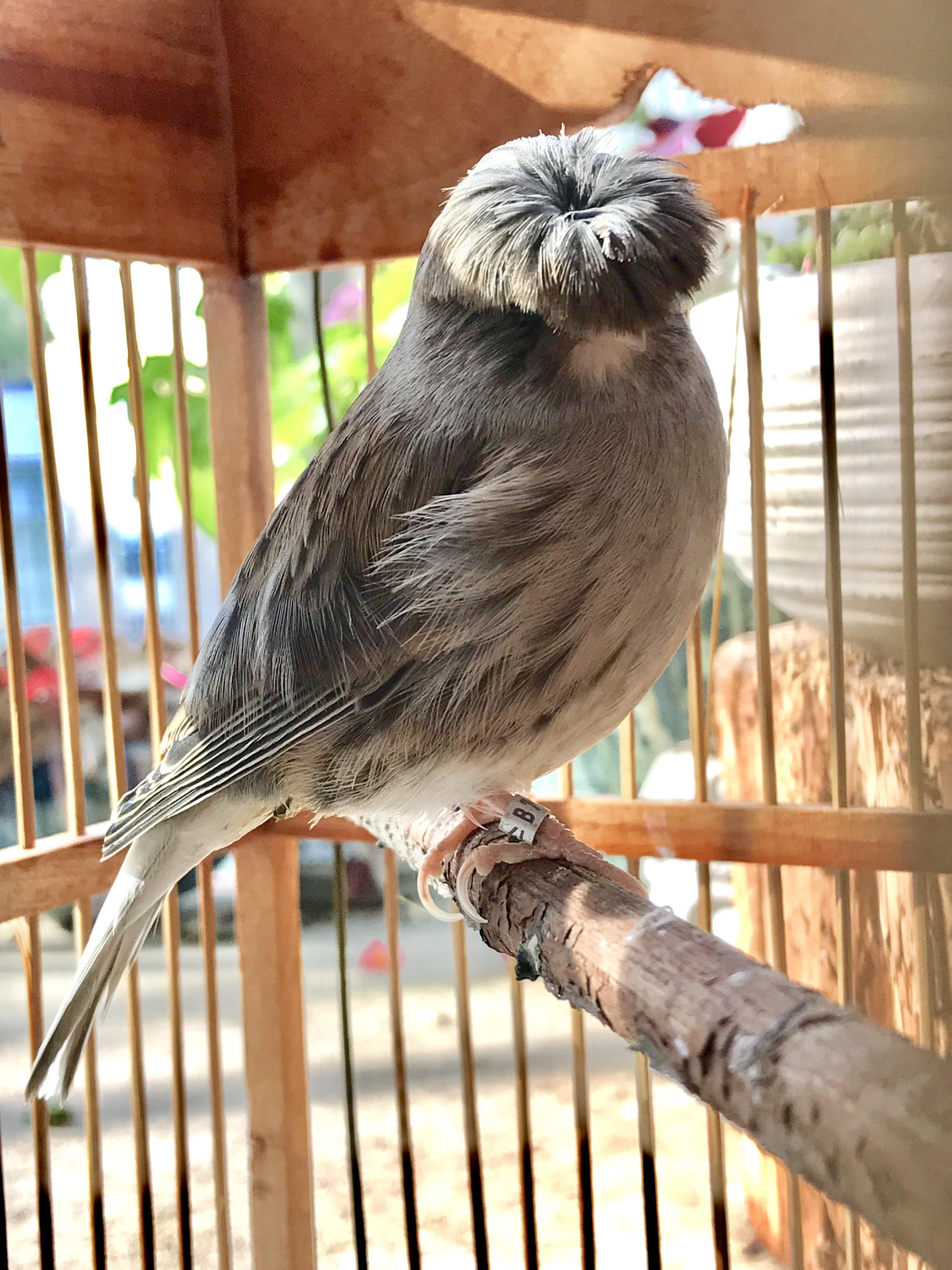 My new GLOSTER Canary canary gloster. Help me to name him r/Canaries