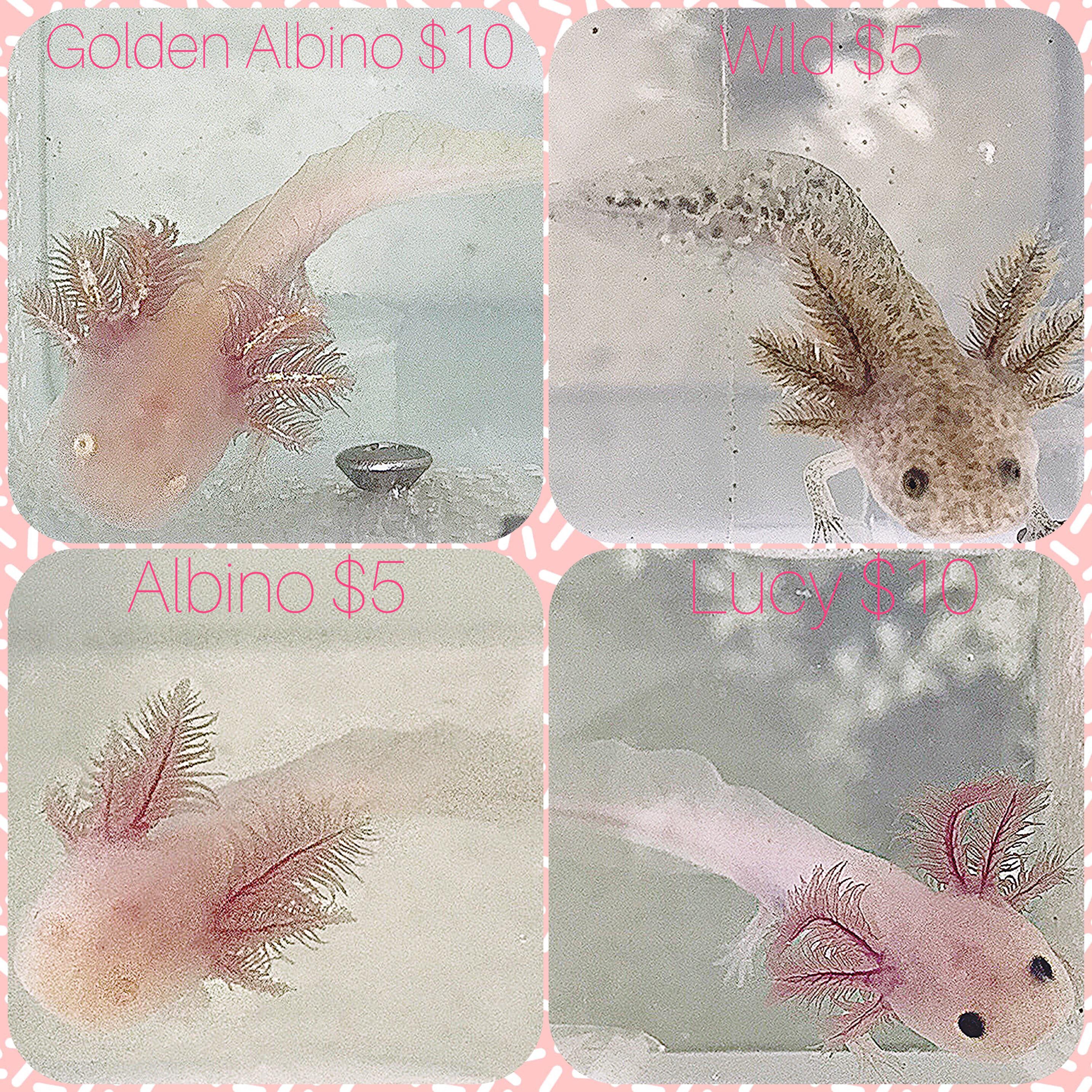 Baby Axolotl For Sale Near Me