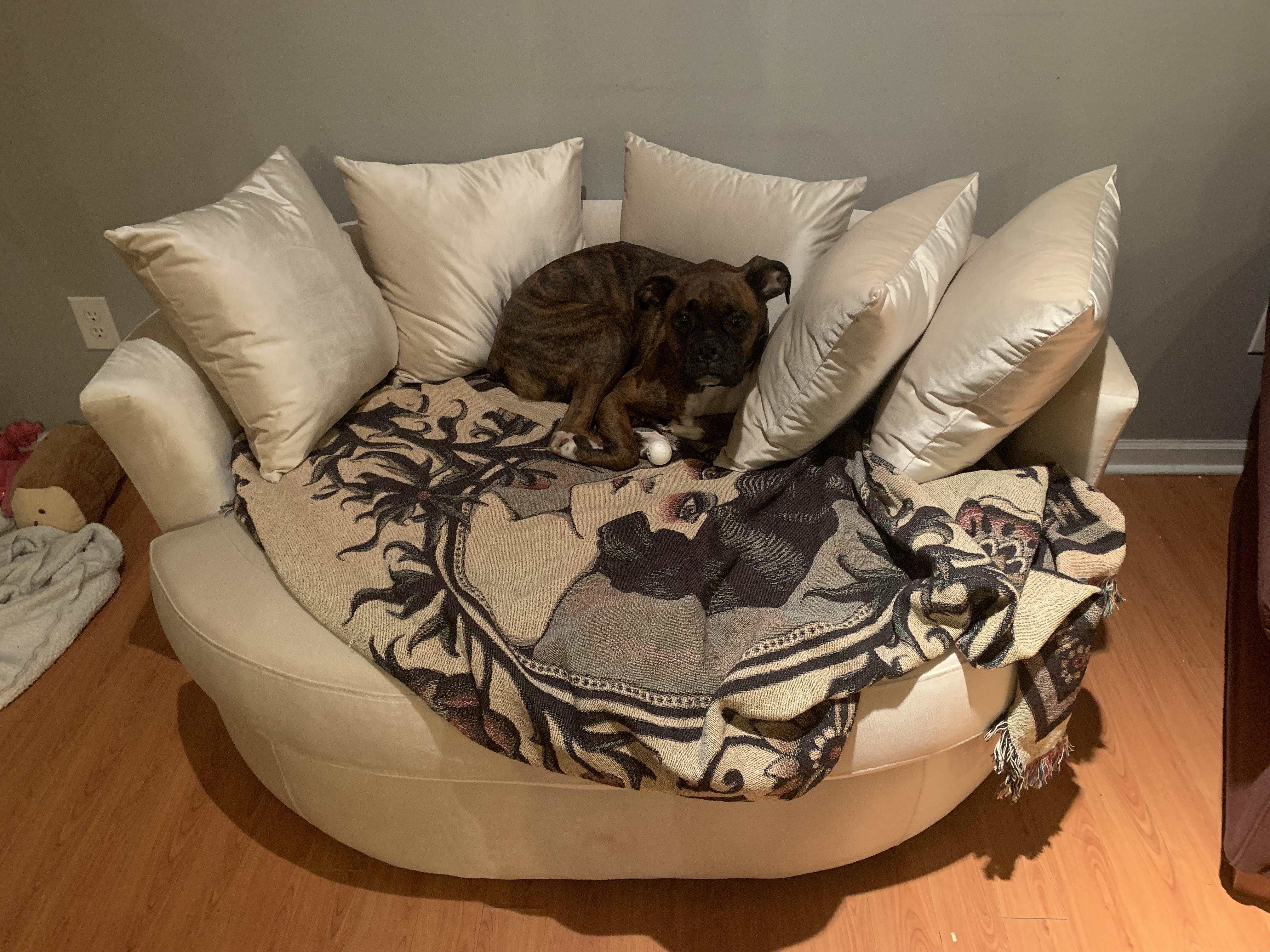 Made the mistake of getting a white loveseat with a boxer… the first