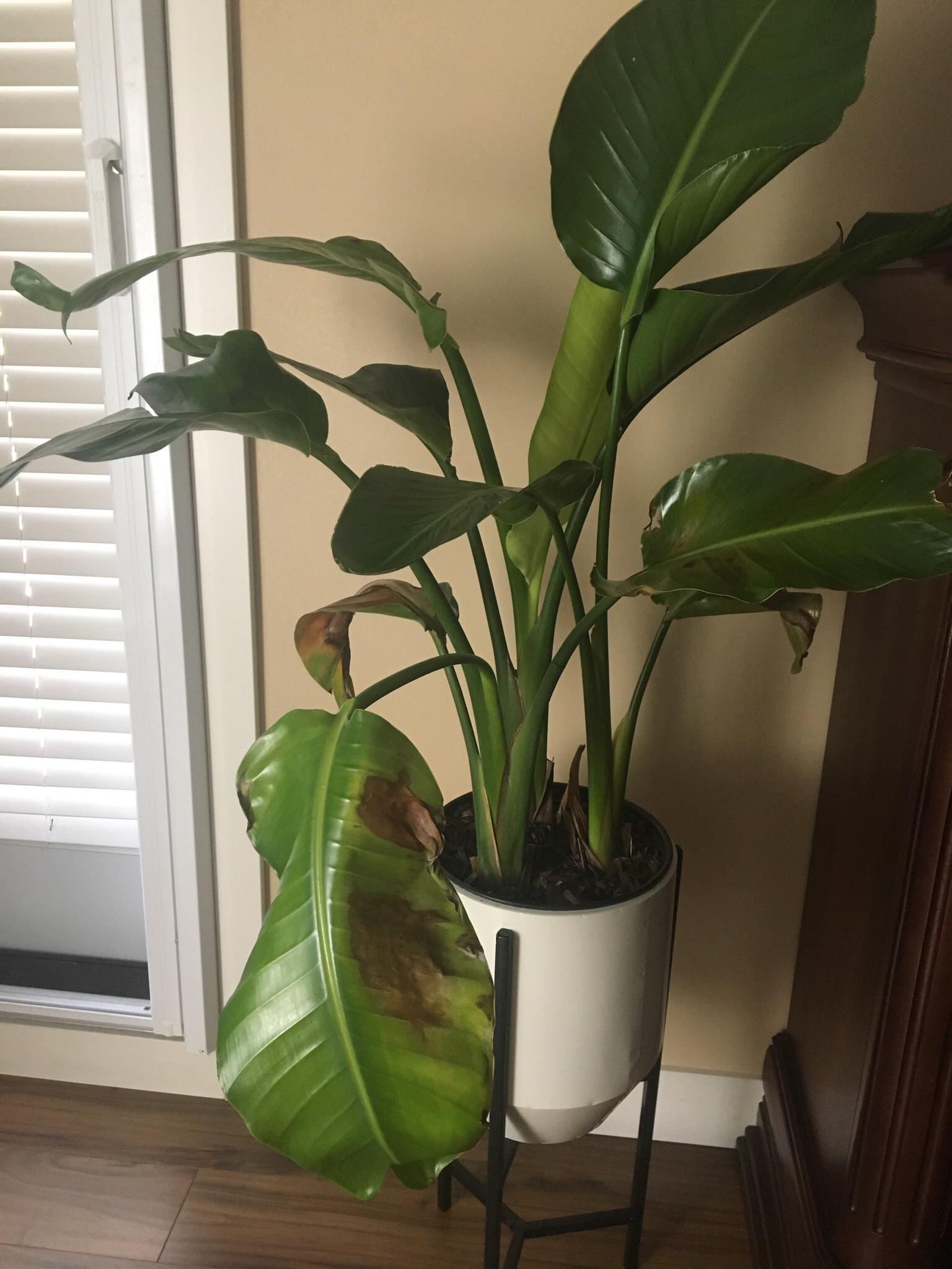 My bird of paradise plant is drooping and dying. I bought it a month or