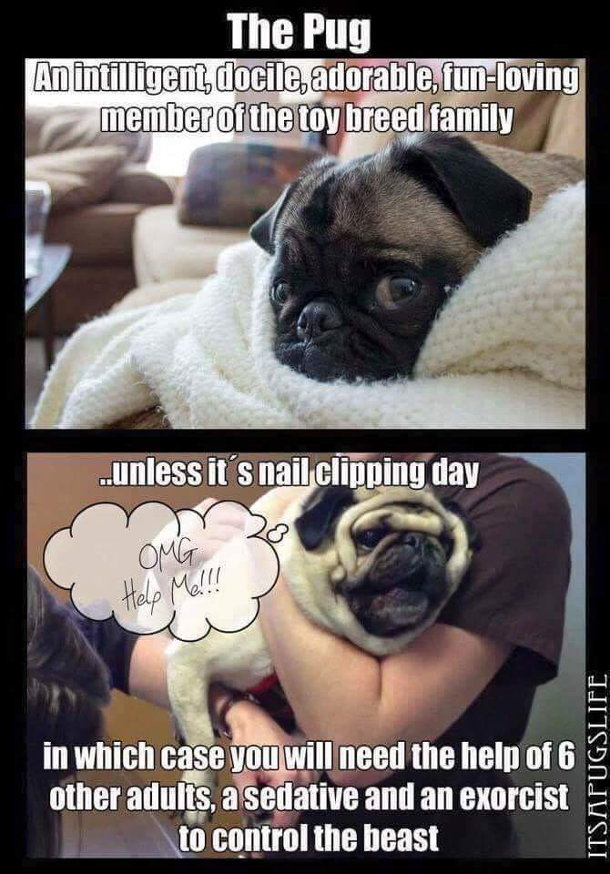 Nail clipping day r/pugs