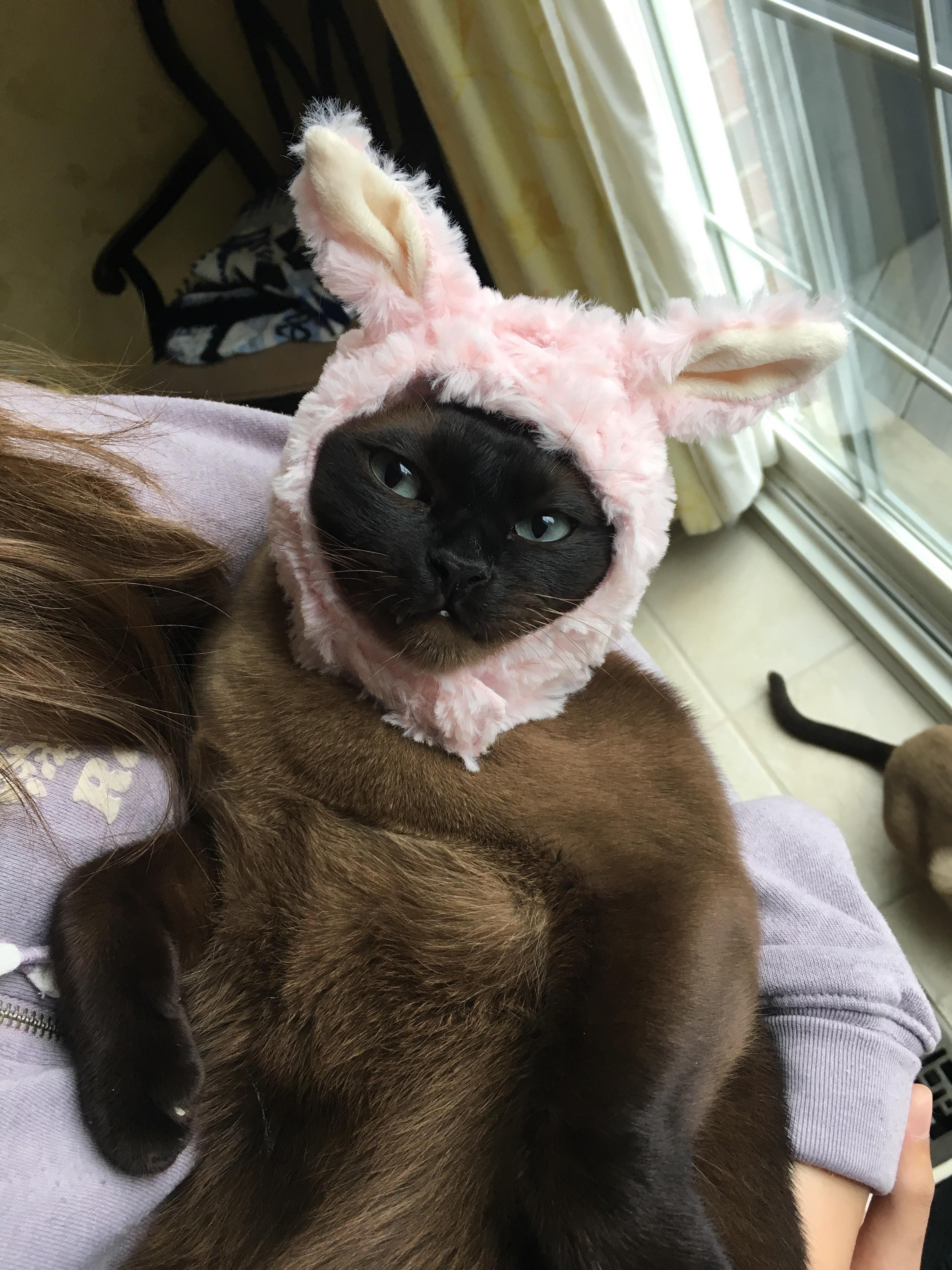 Costume Change 😹 “my parents are nuts” face! r/cats