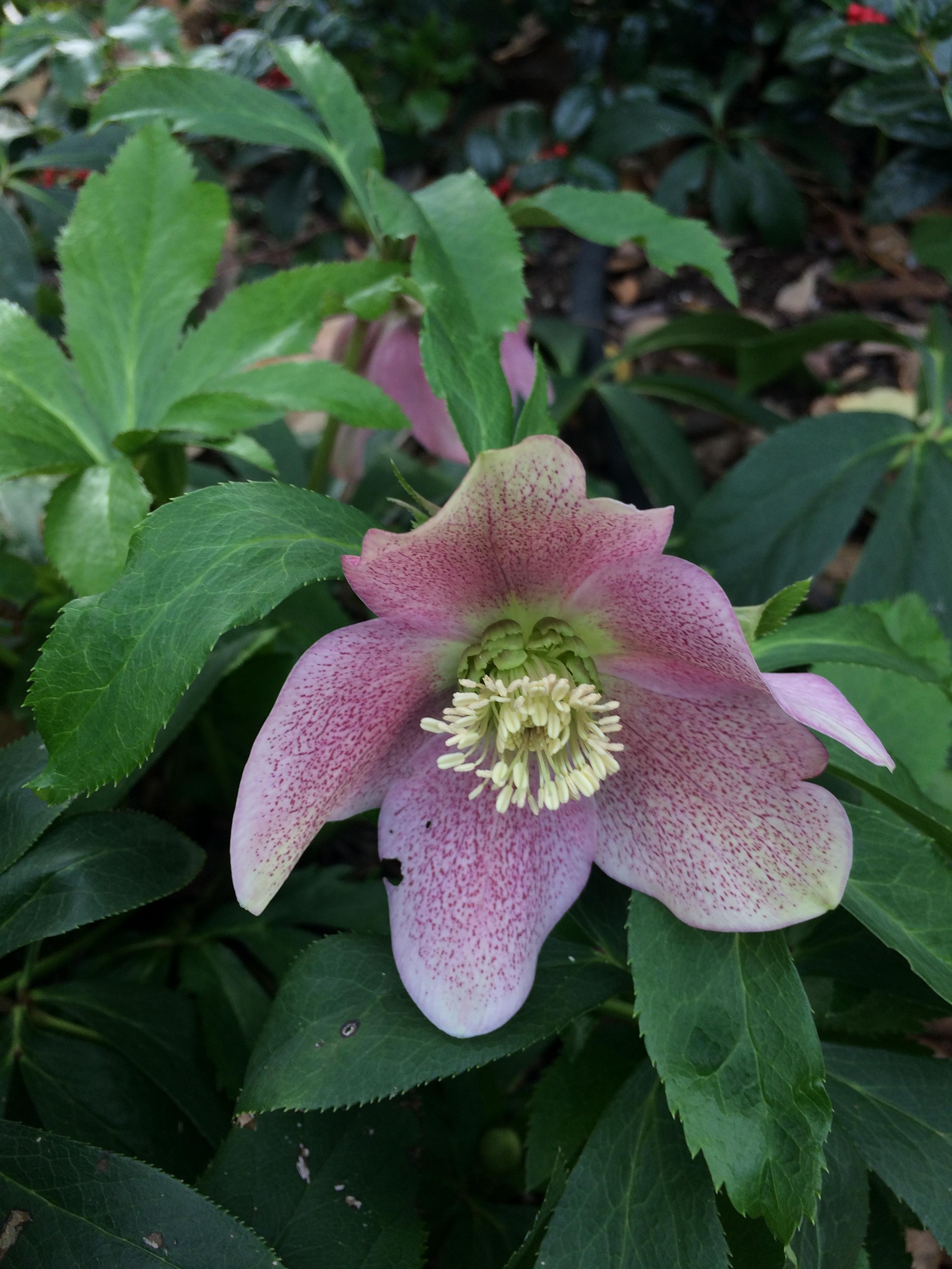 [East Tennessee] [outdoor] What is this flower? it's blooming in (an