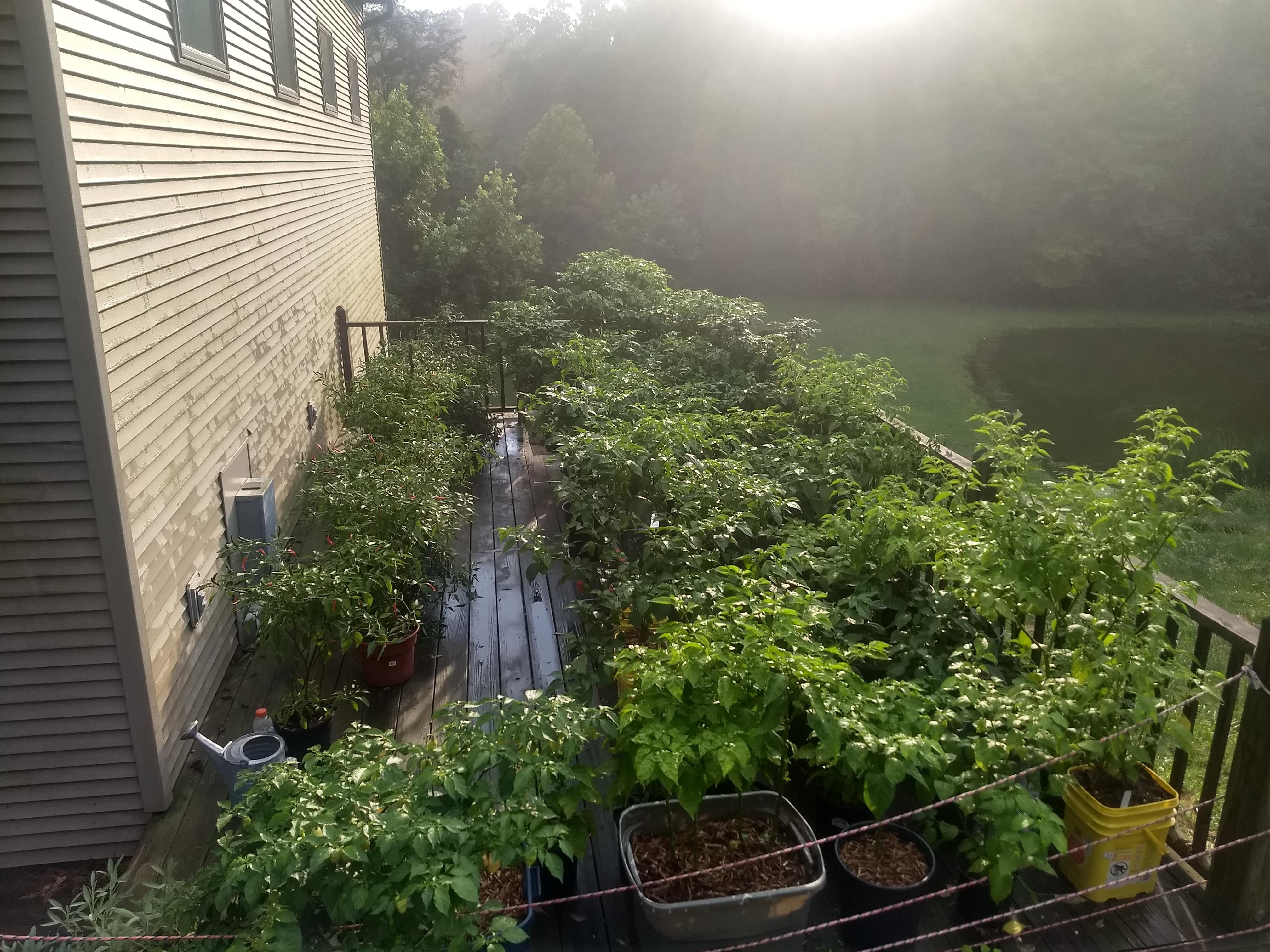 My Hot Pepper Garden, 8/8 r/HotPeppers
