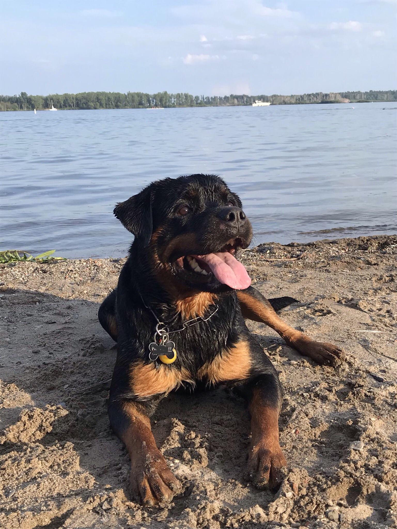 Does your Rottie like to swim? Once she’s in we can’t get her back out