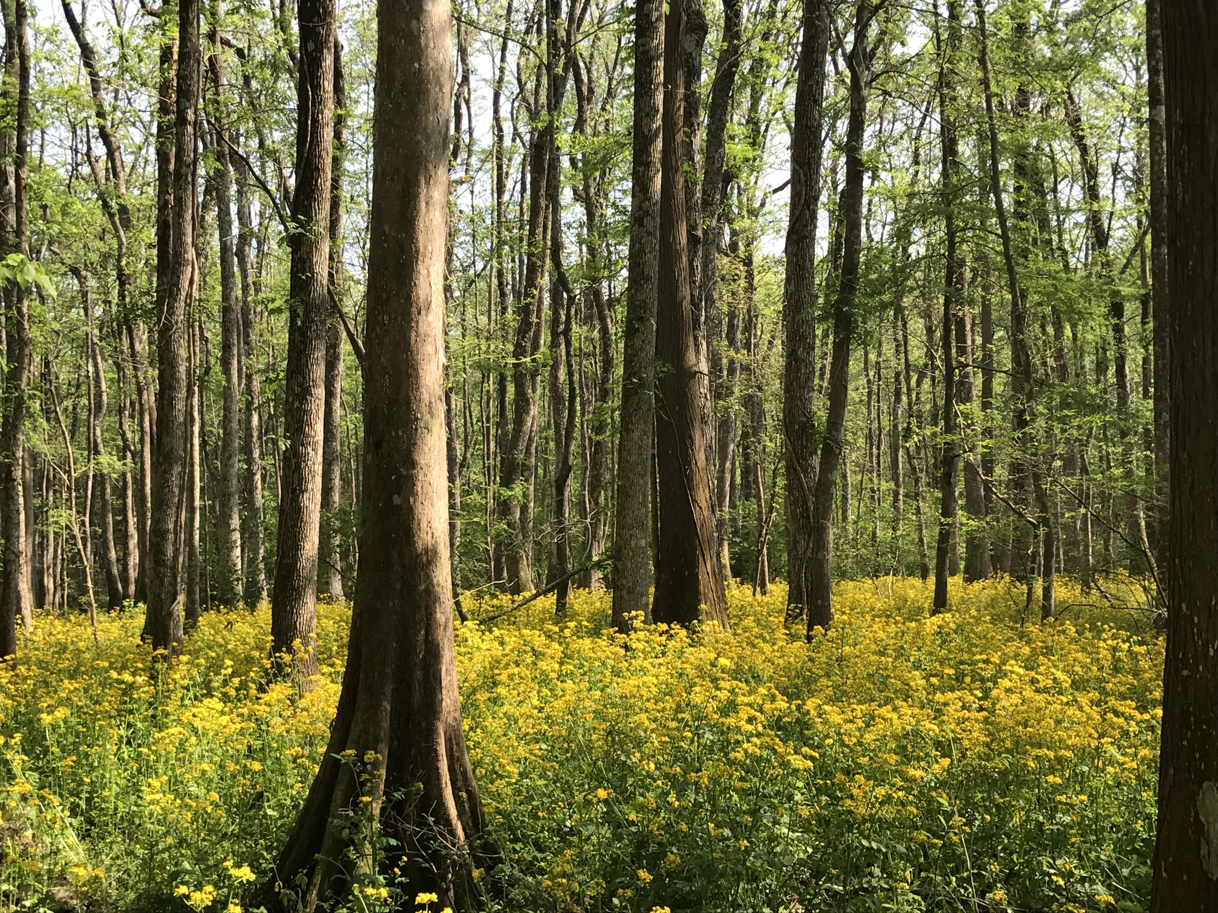 A beautiful spring day in Mandeville, Louisiana [1920 x 1080] [OC] r
