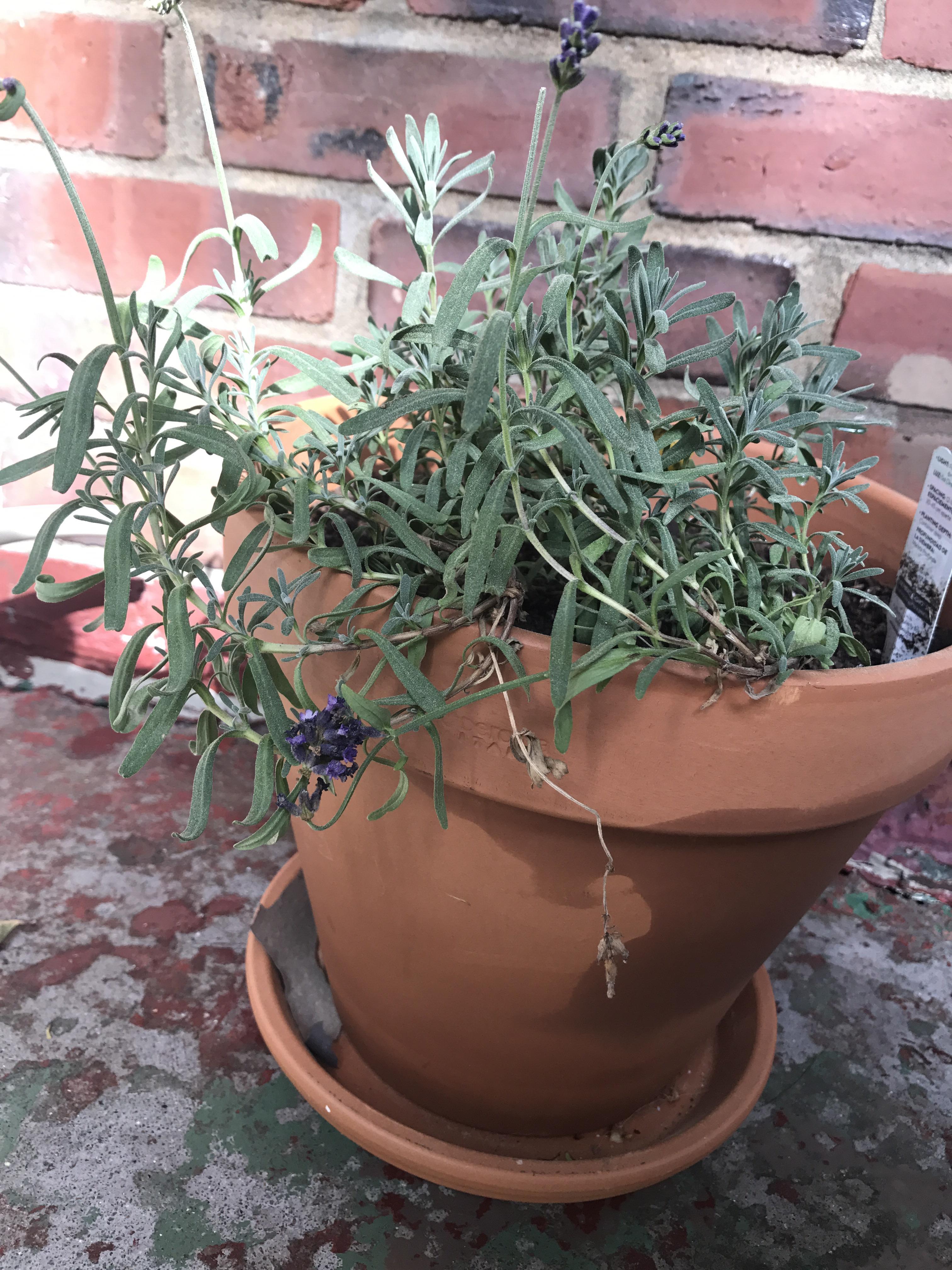 The flower on my lavender plant is wilting, I water them only when I