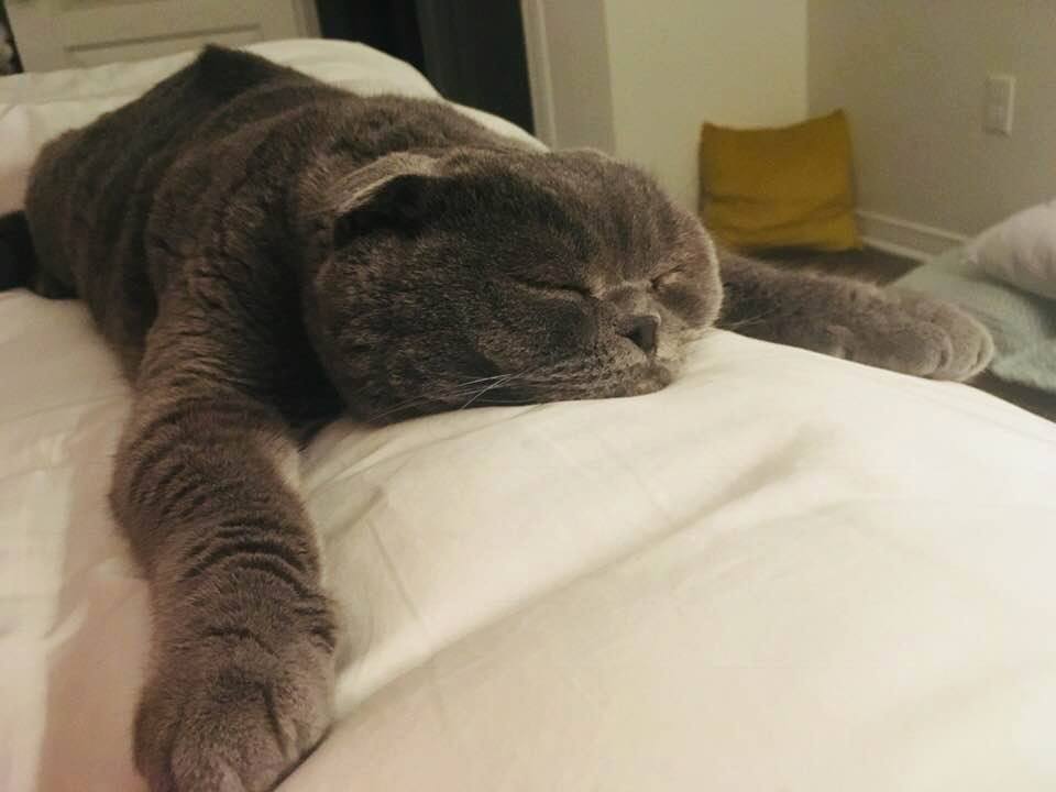 My sister adopted her first cat, and it looks like he's settling in nicely. Everyone meet Roger