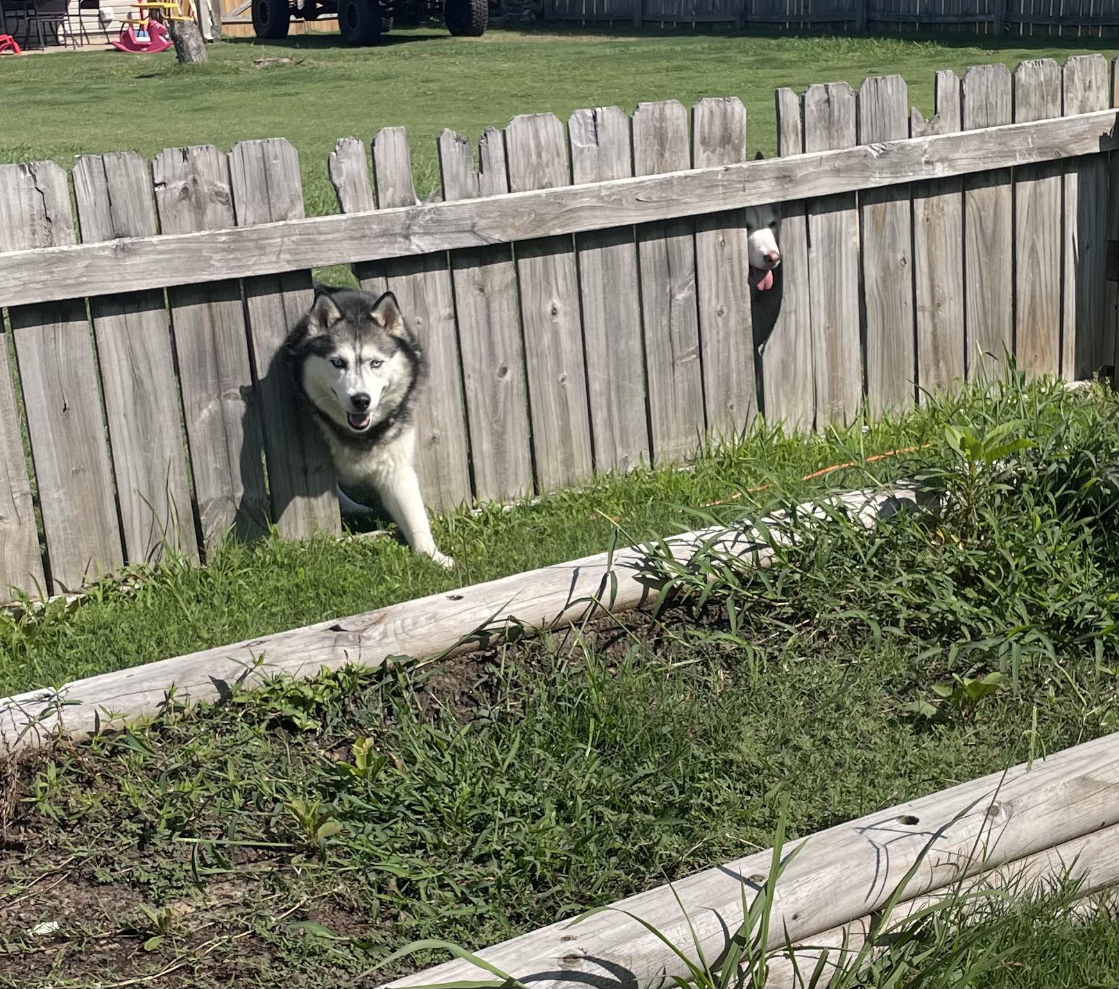 Shampoo r/husky
