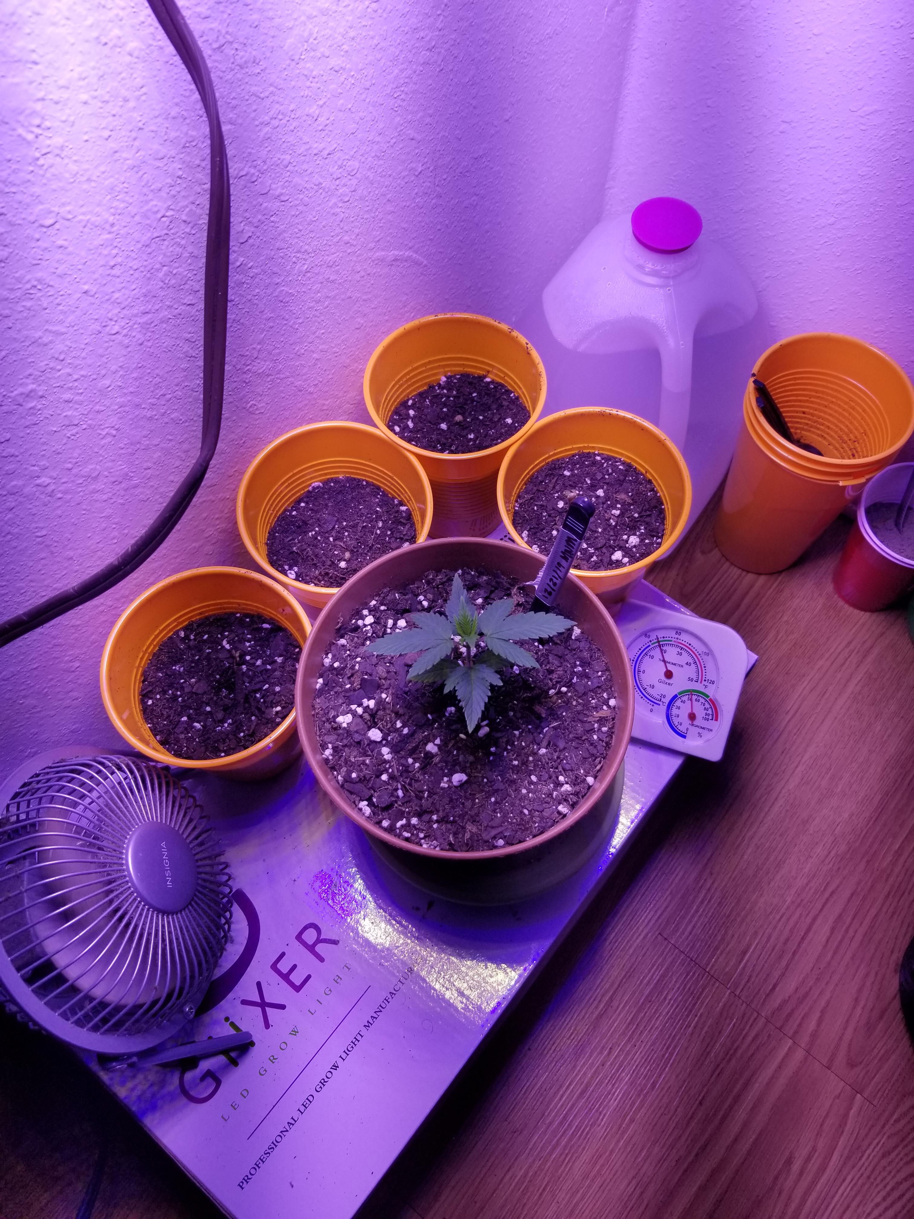 How many times should I be watering my plants? r/OKmarijuana