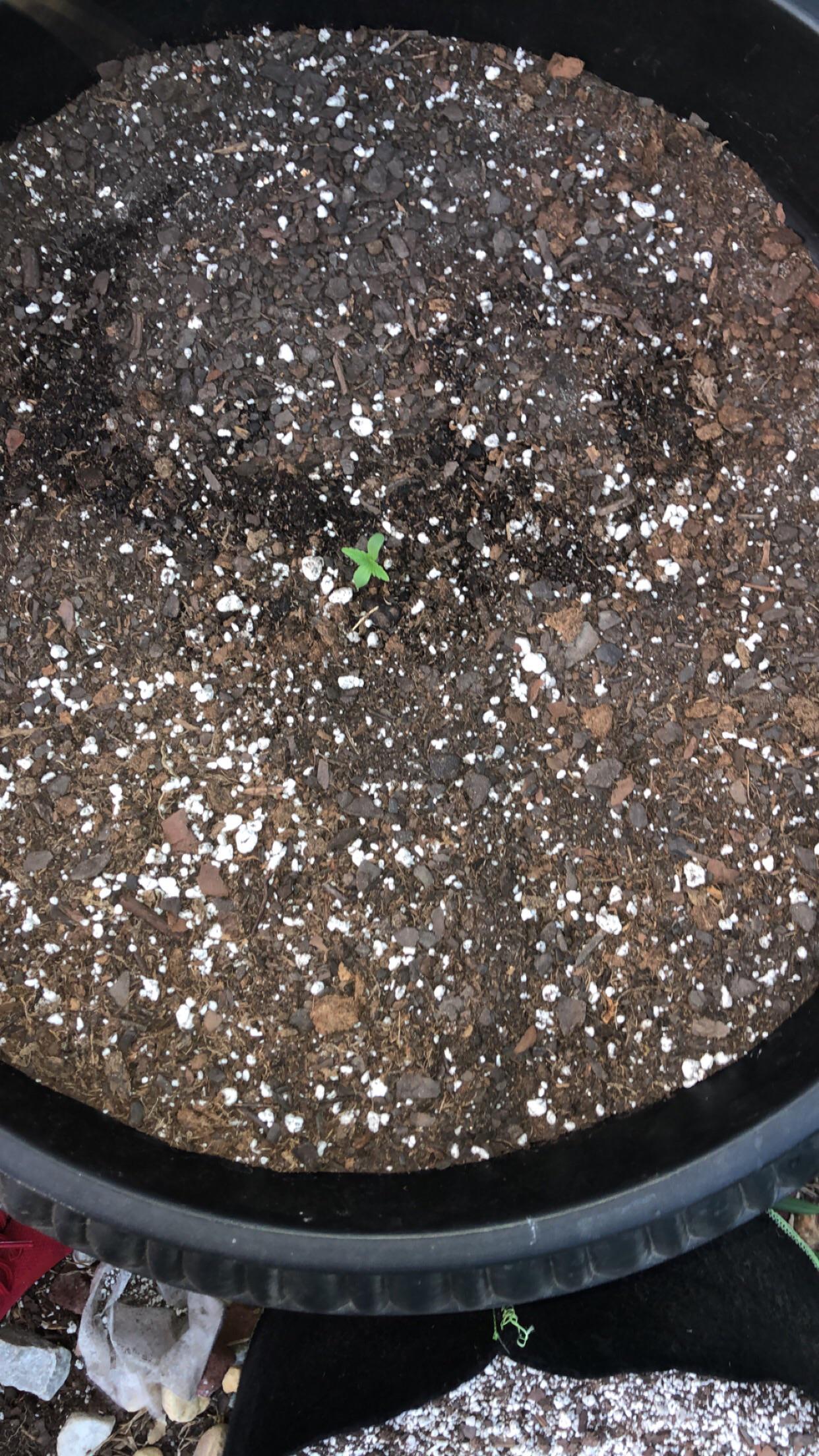 10 Gallon Autoflower Purple Haze Foxfarm Soil And Peat Moss r