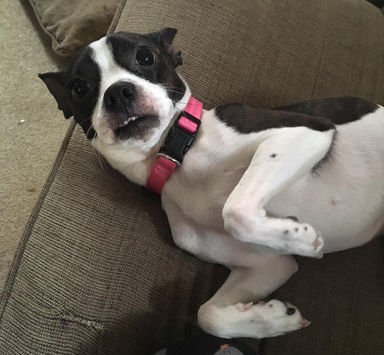 Tamale, my very majestic Boston/Jack Russell terrier mix r/mutt