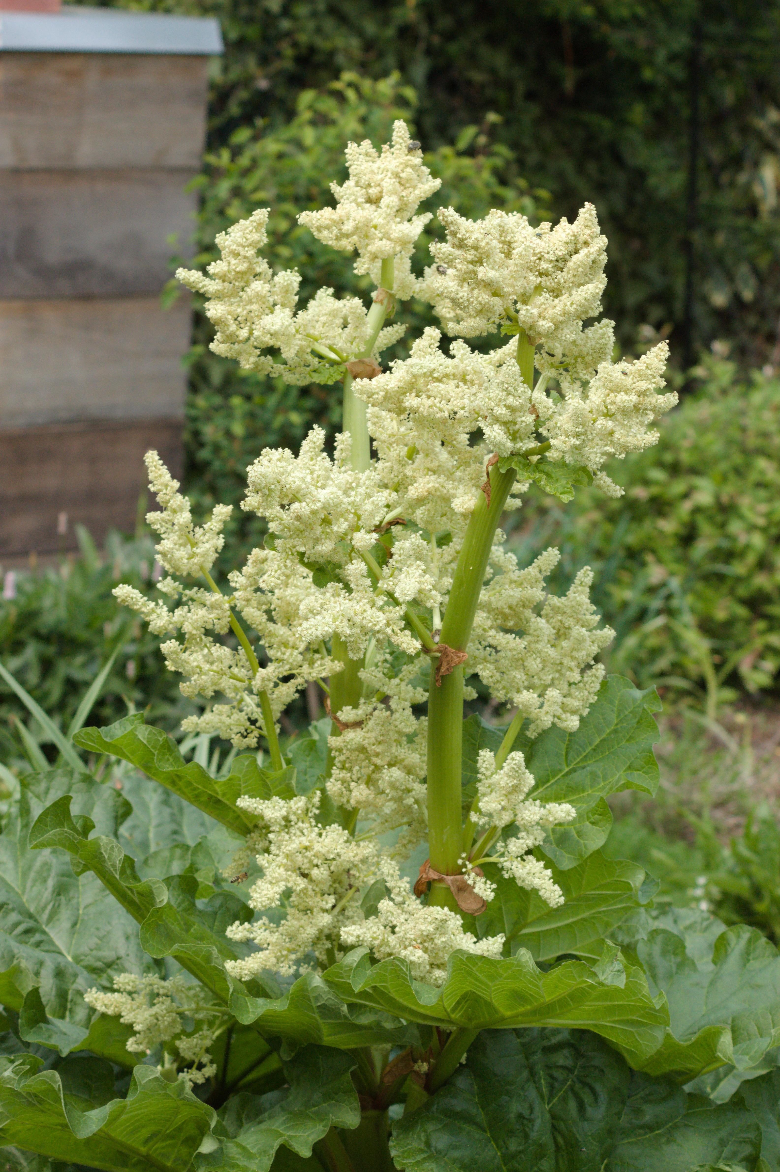 Flowering Rhubarb! (I should break it off right? but it's so beautiful..) r/gardening