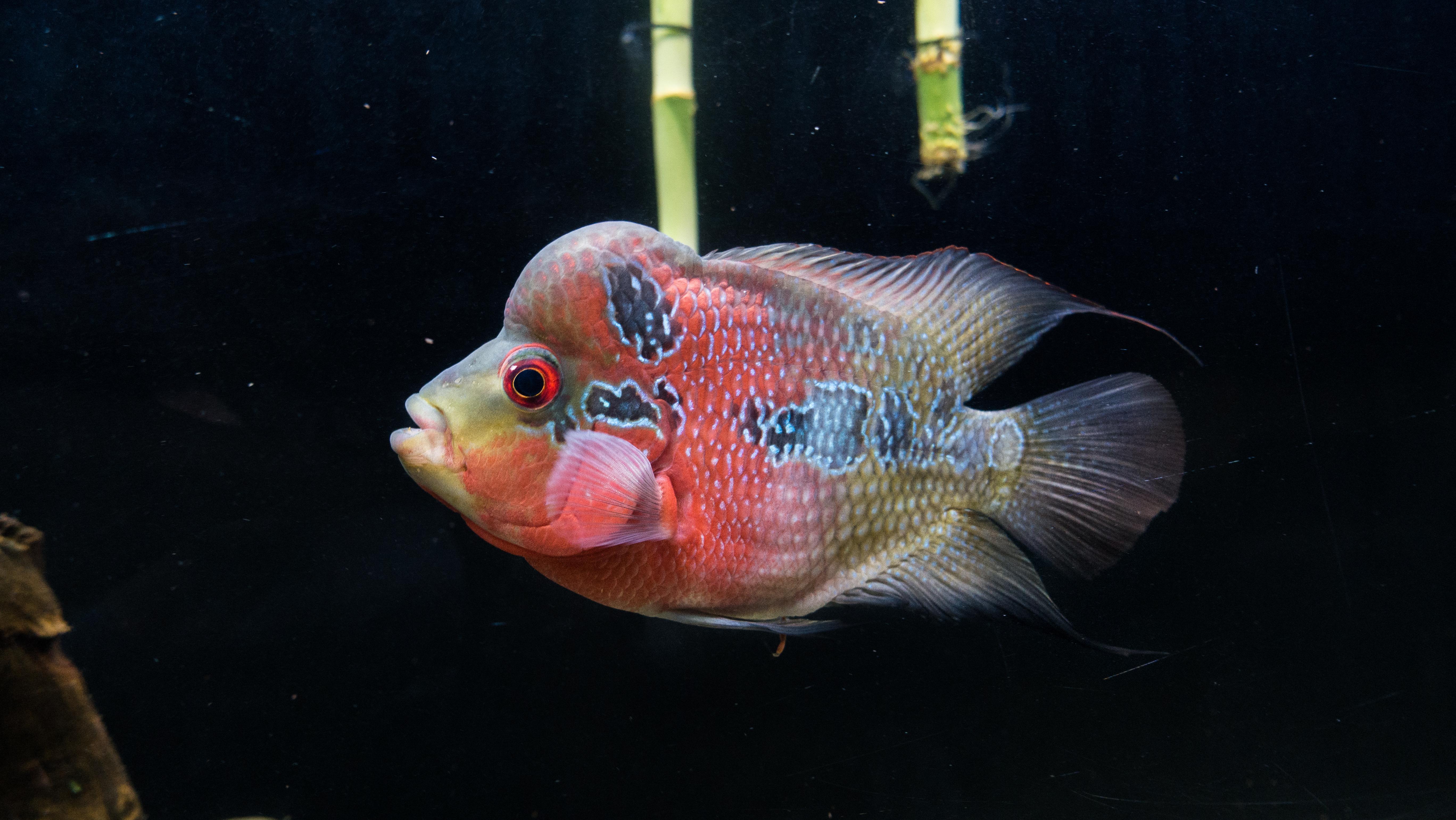 They told me he's not a good quality Flowerhorn, but I love him. Any
