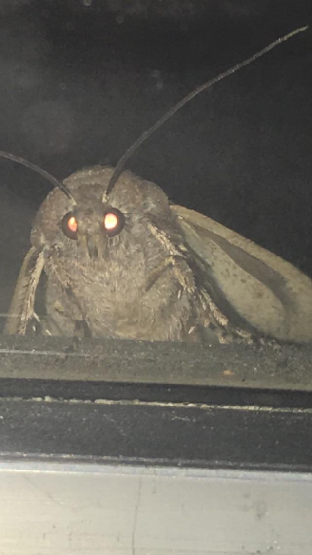 Close up of moth outside my window r/creepy