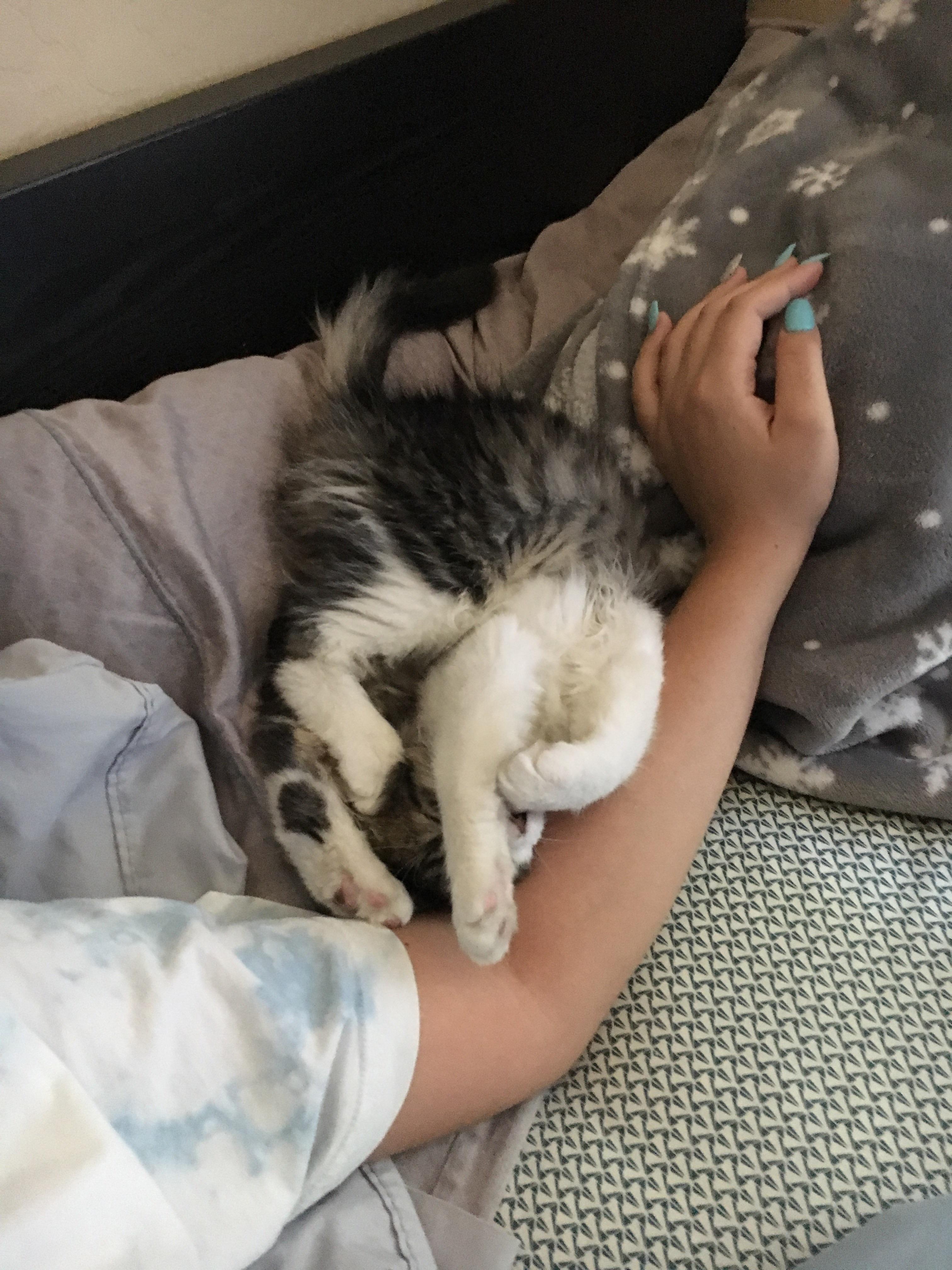 My girlfriends kitten doesnt sleep correctly r/cats