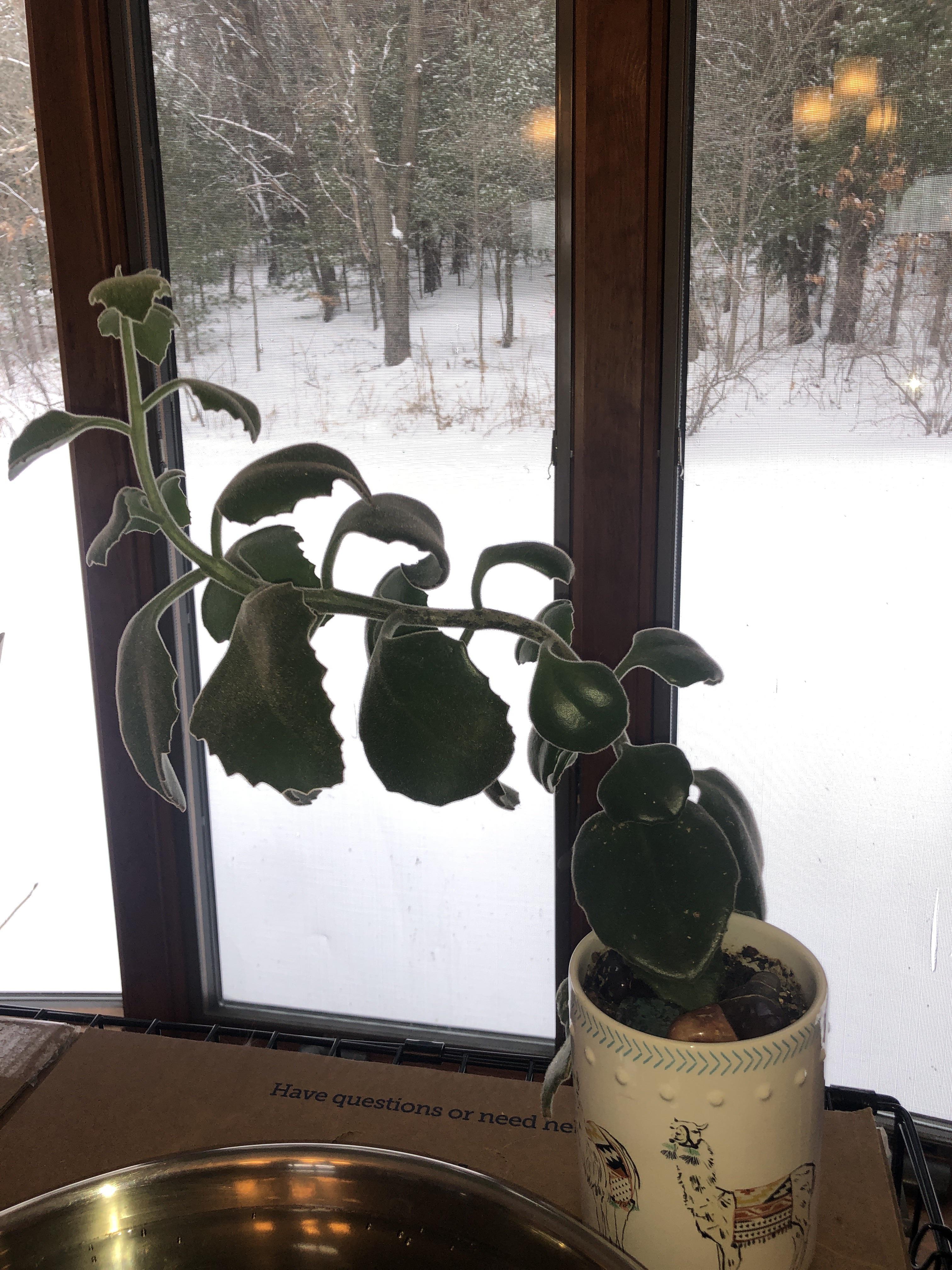 Should I trim my kalanchoe when its this far gone?? r/succulents