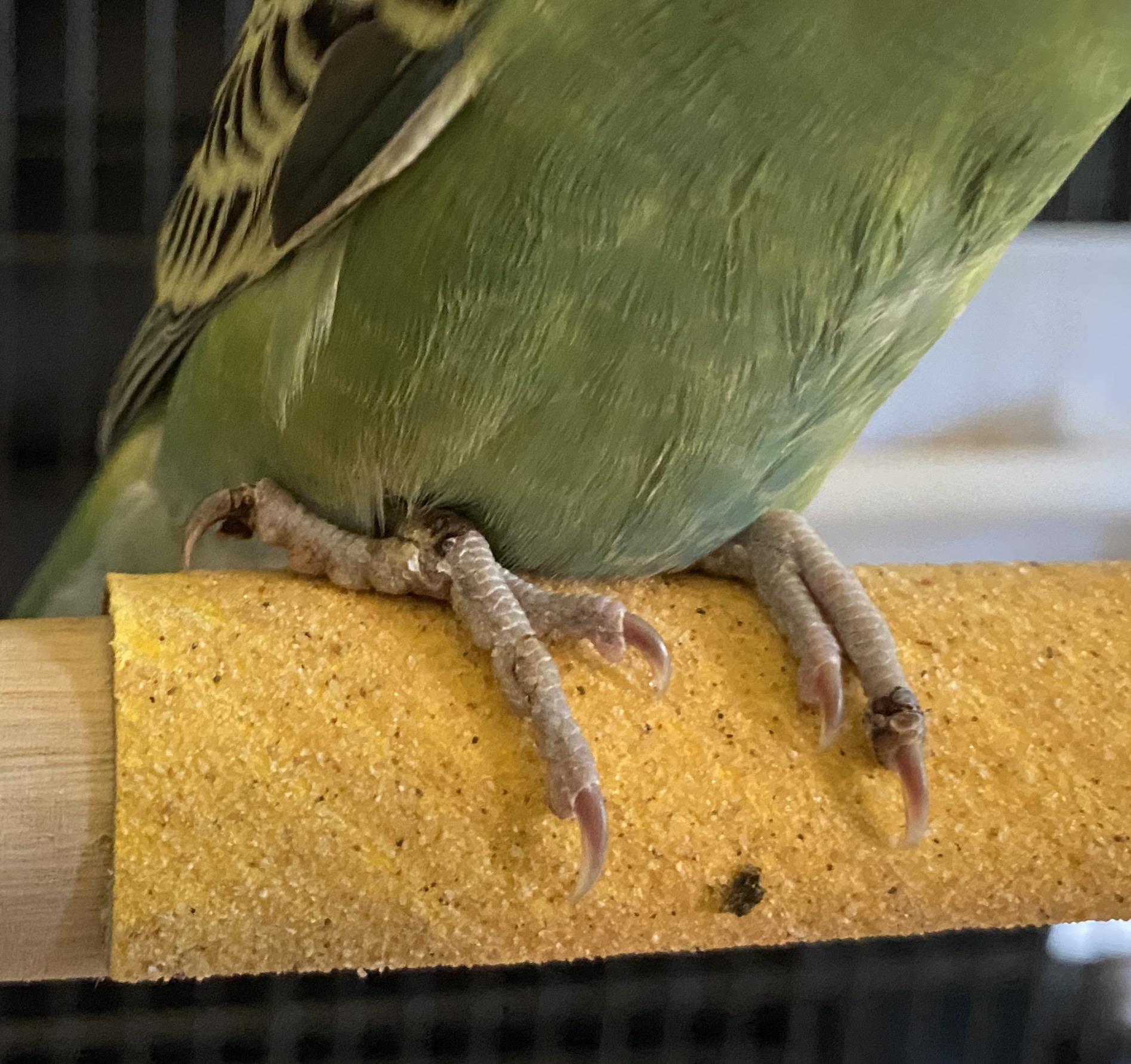 Can anyone tell me what’s wrong with my budgie’s feet? r/budgies