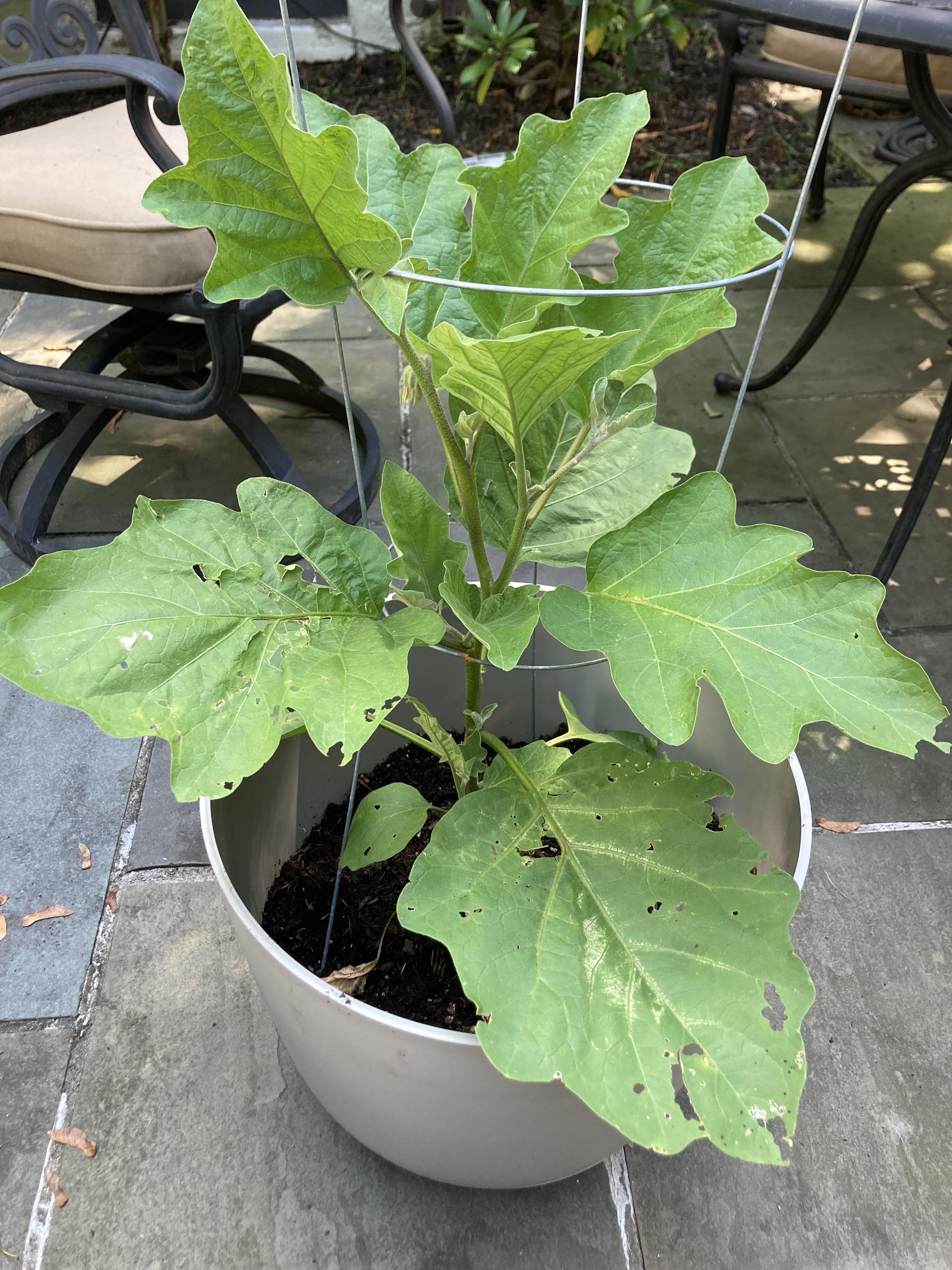 i can’t tell what’s eating my eggplant leaves, any suggestions of what