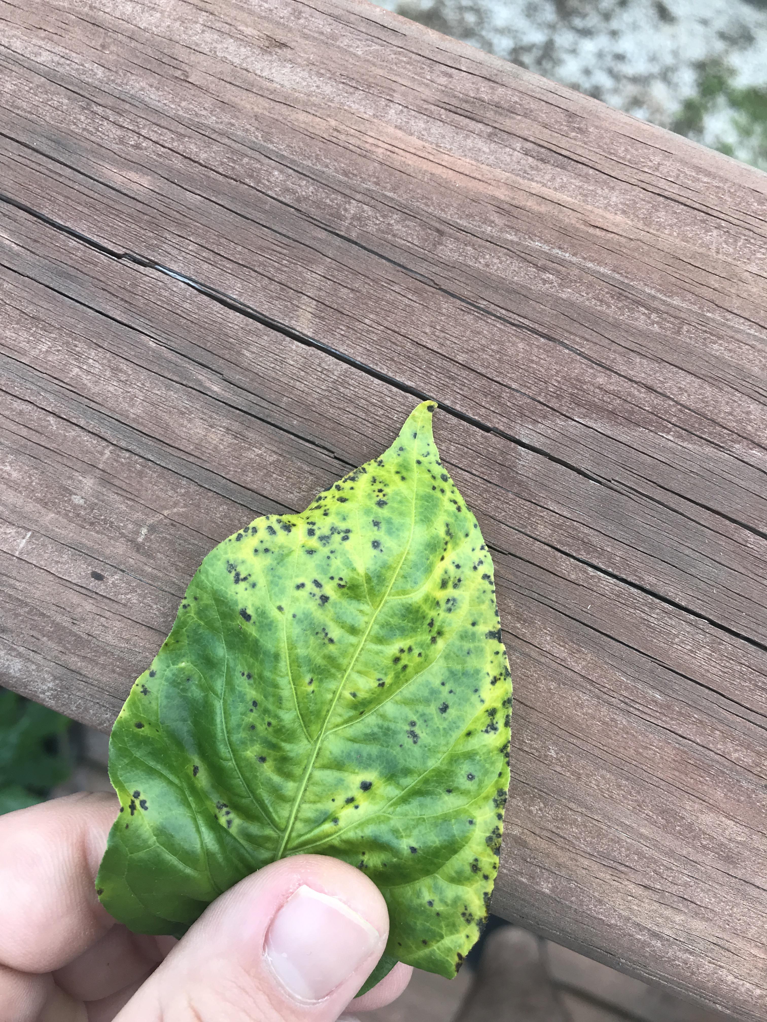 What are these black spots on my Carolina Reaper leaves? It is really