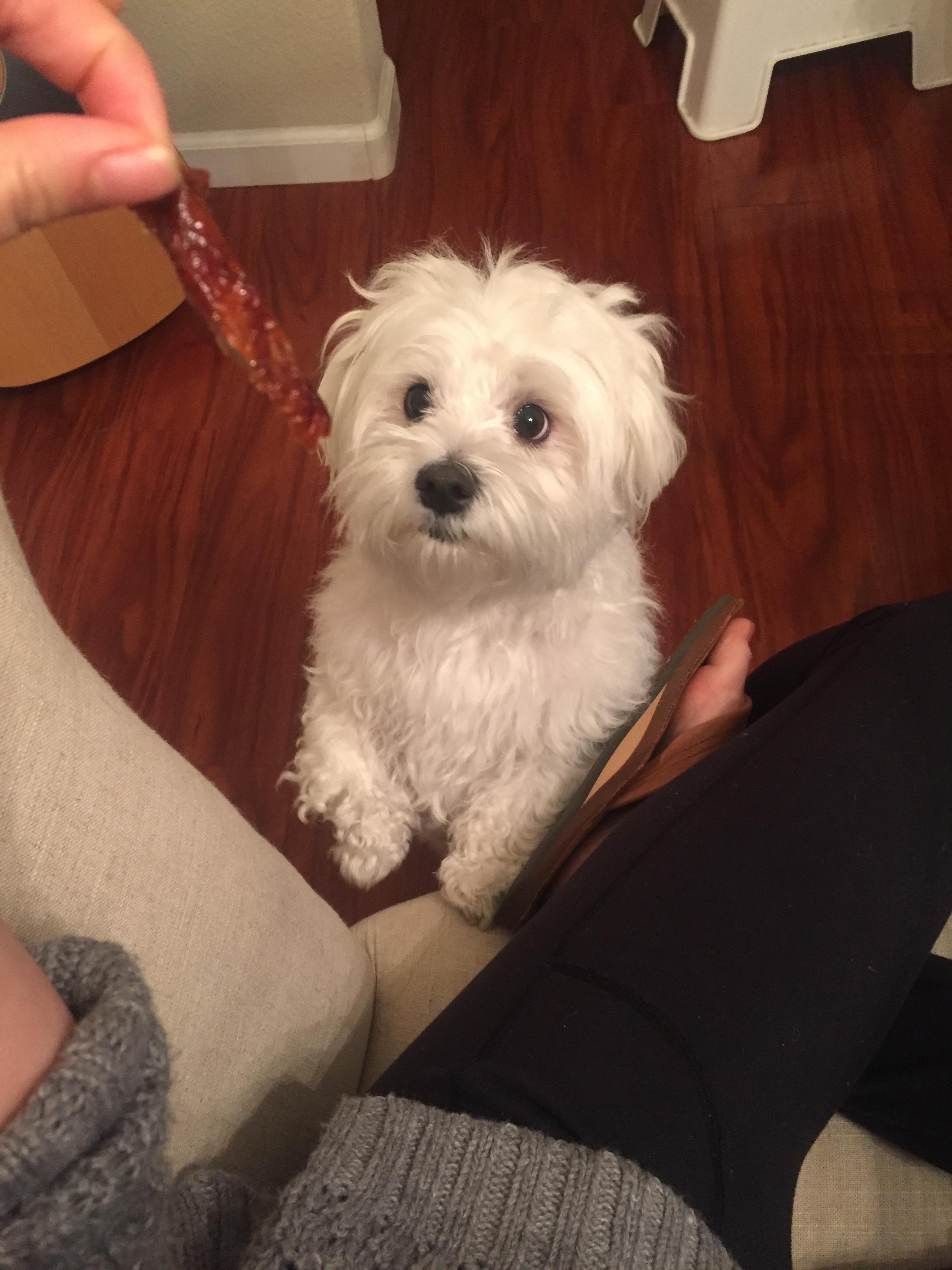 The Definition of Puppy Dog Eyes r/aww