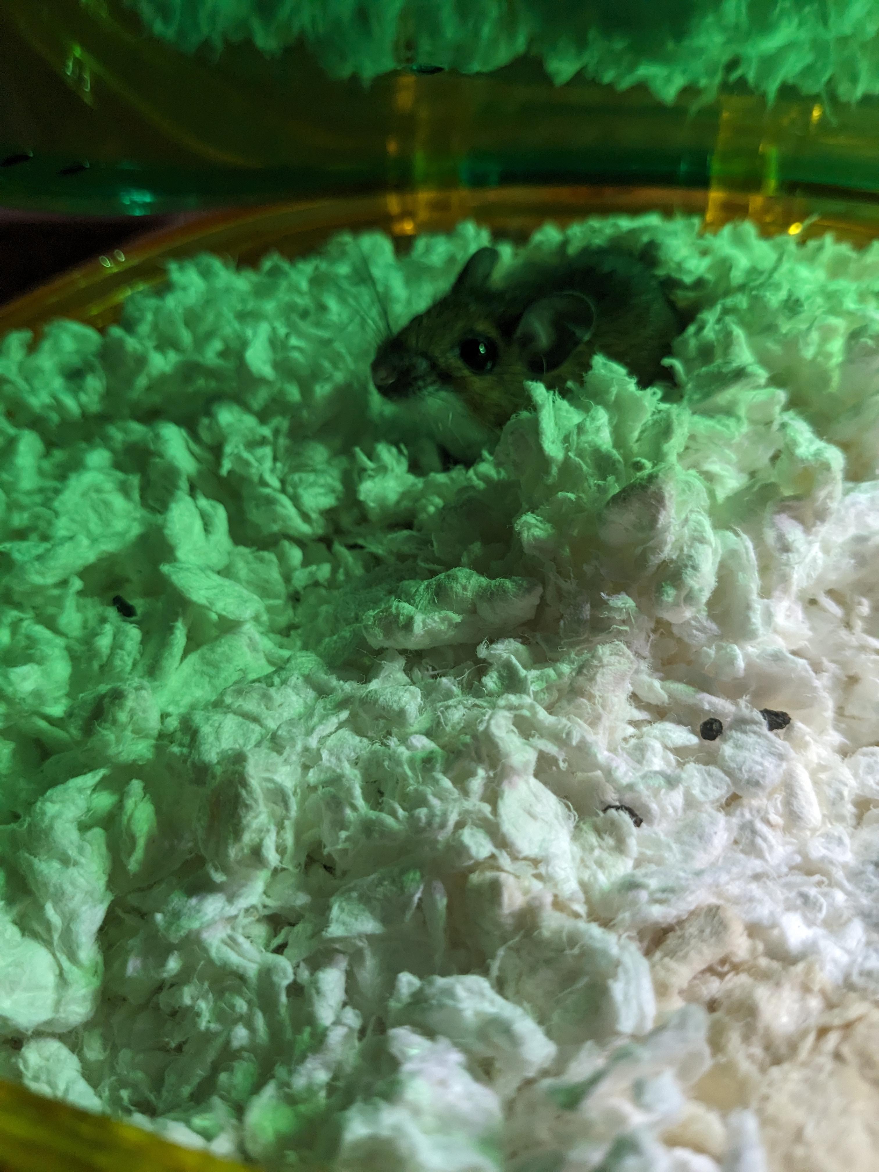 Is Christmas tree safe for mice r/PetMice