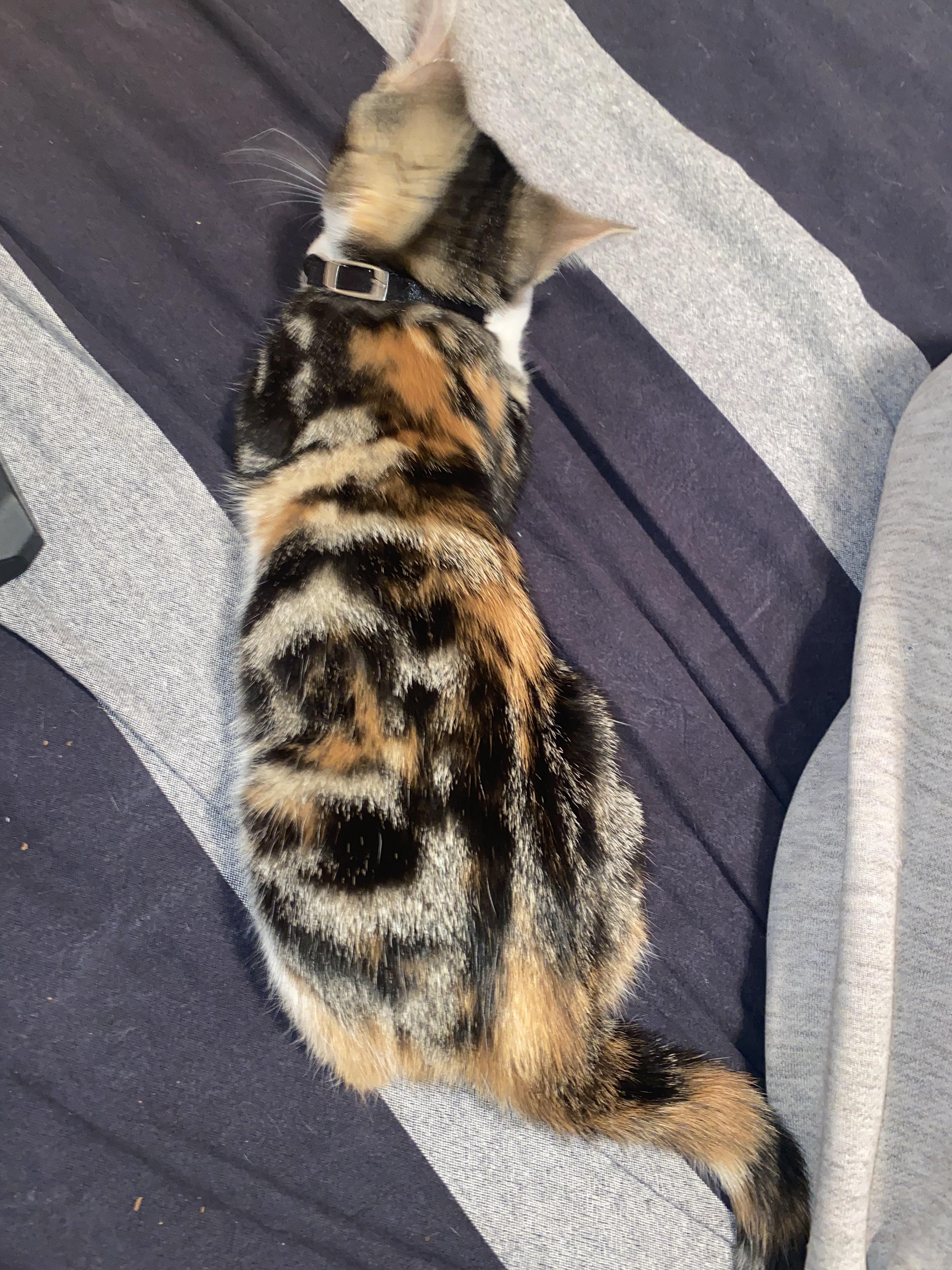 Bengal Cat Mix Tabby