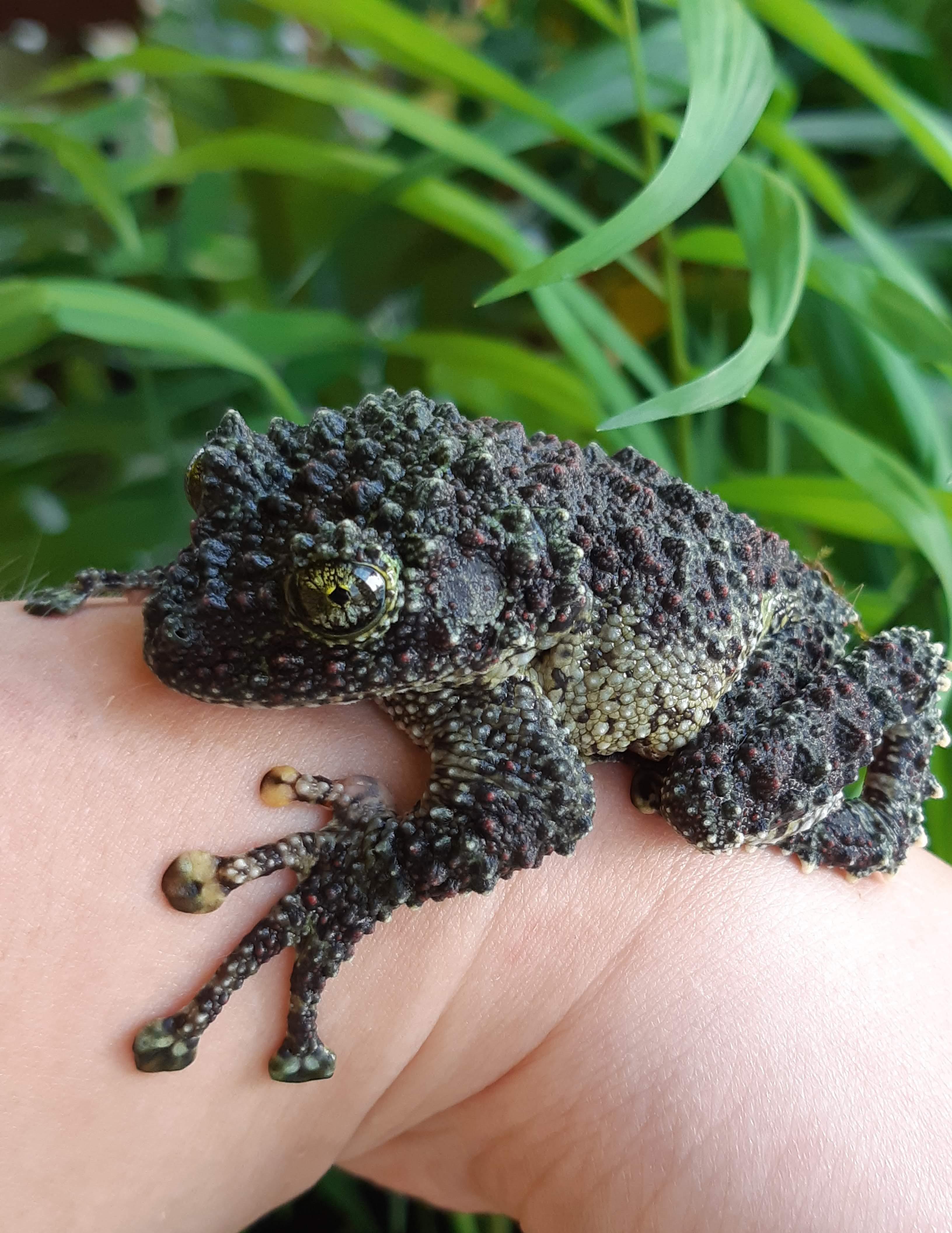 monster mossy frog hug ) r/frogs