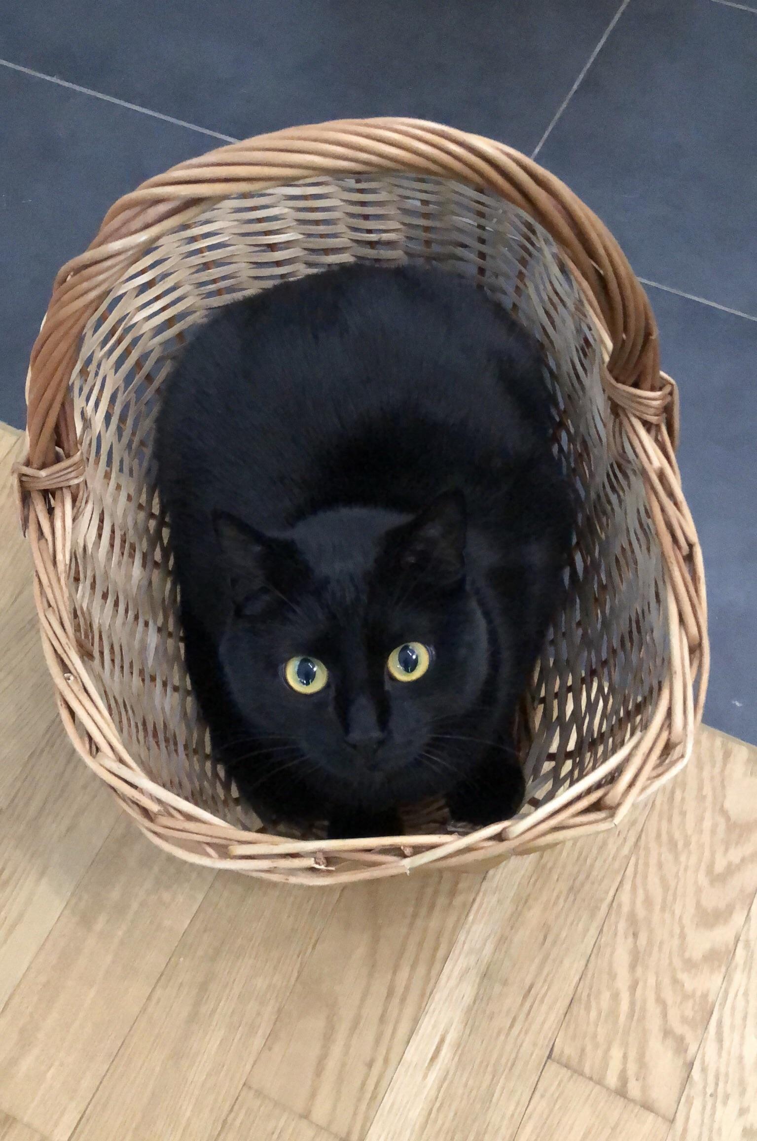 My cat, Balu, is obsessed with everything he sit inside. Including