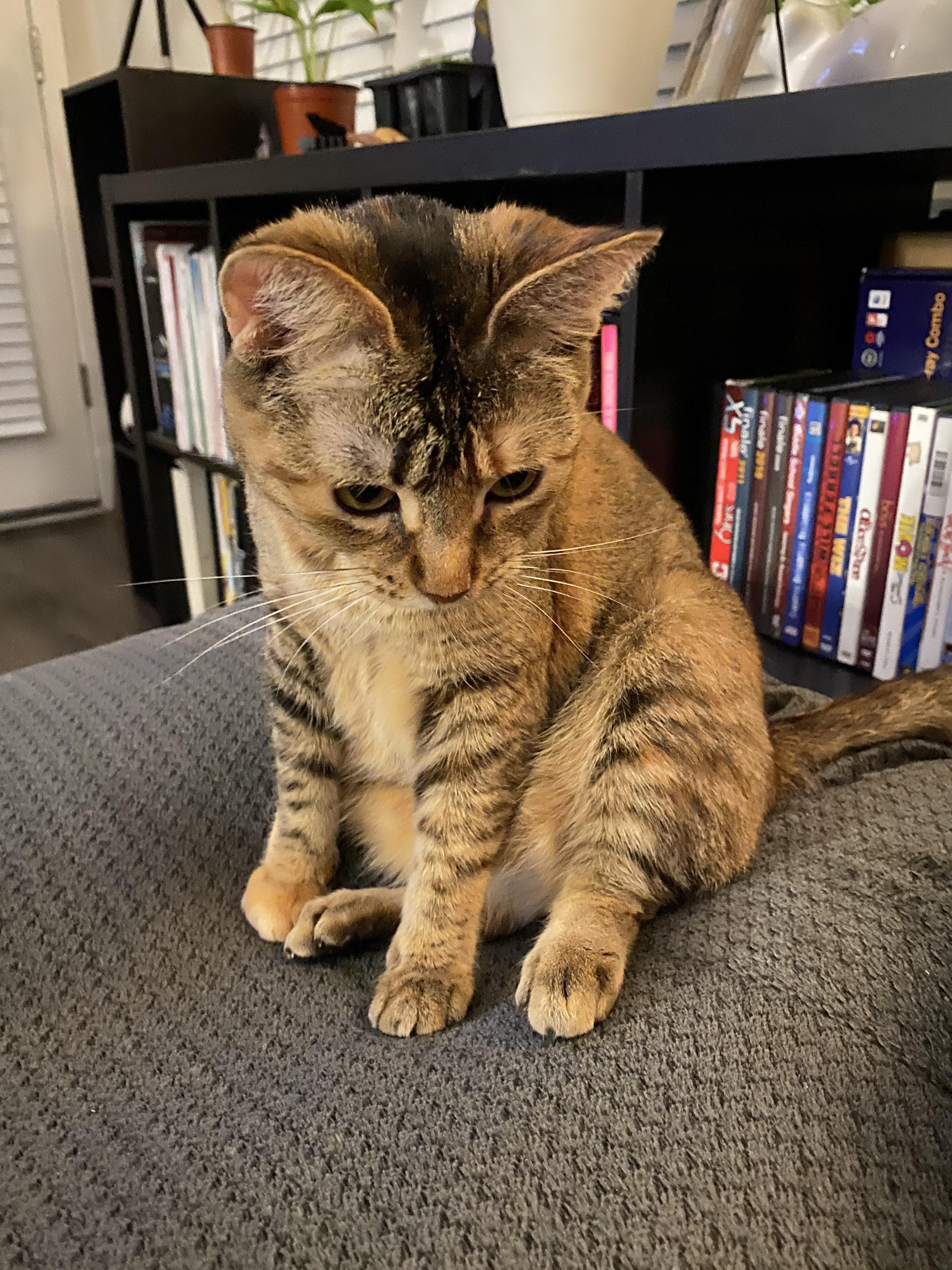 This is my 3 year old cat, who we call a “forever kitten”... I mean