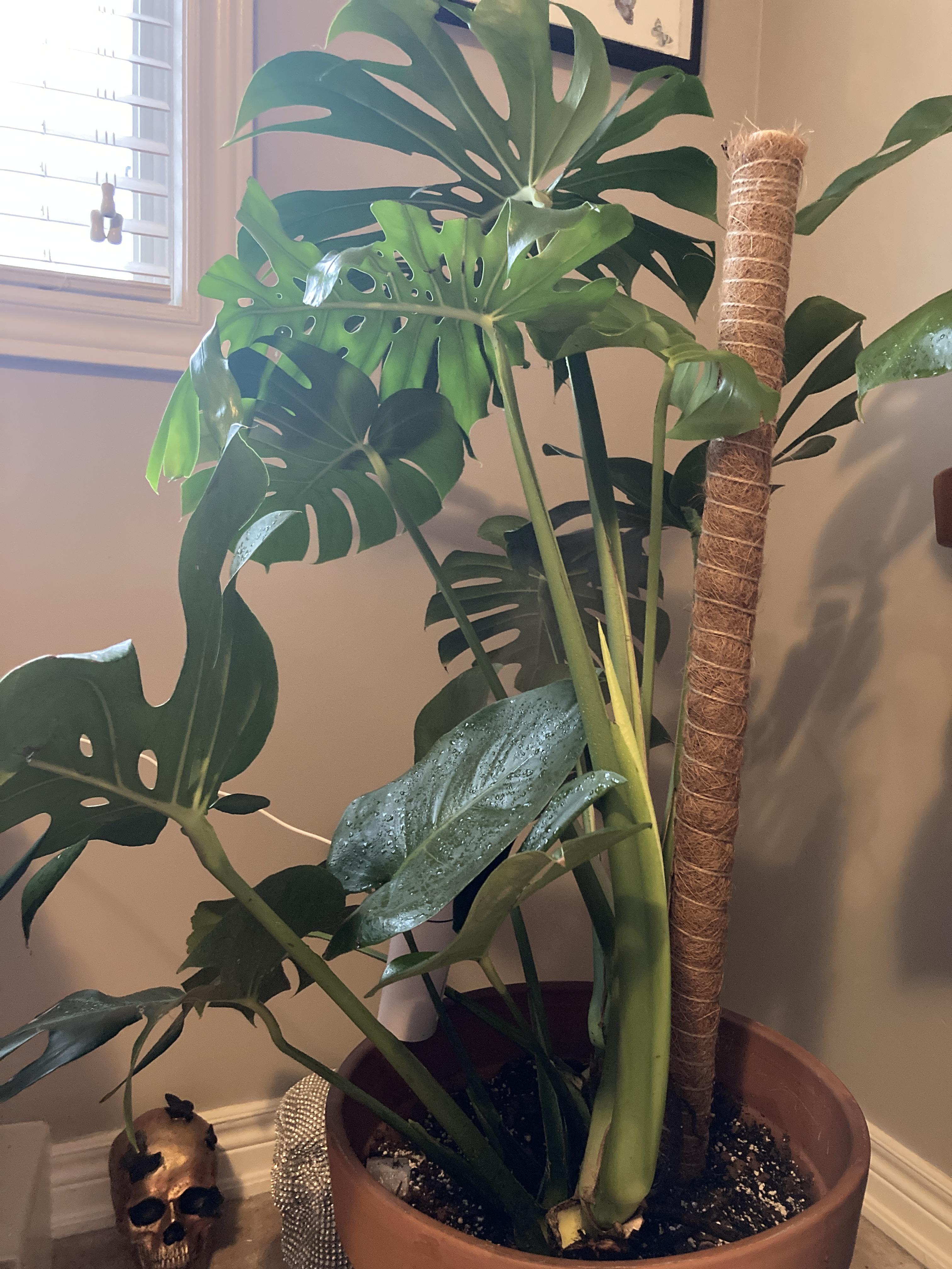 Why do my leaves keep starting fine then never getting big like the