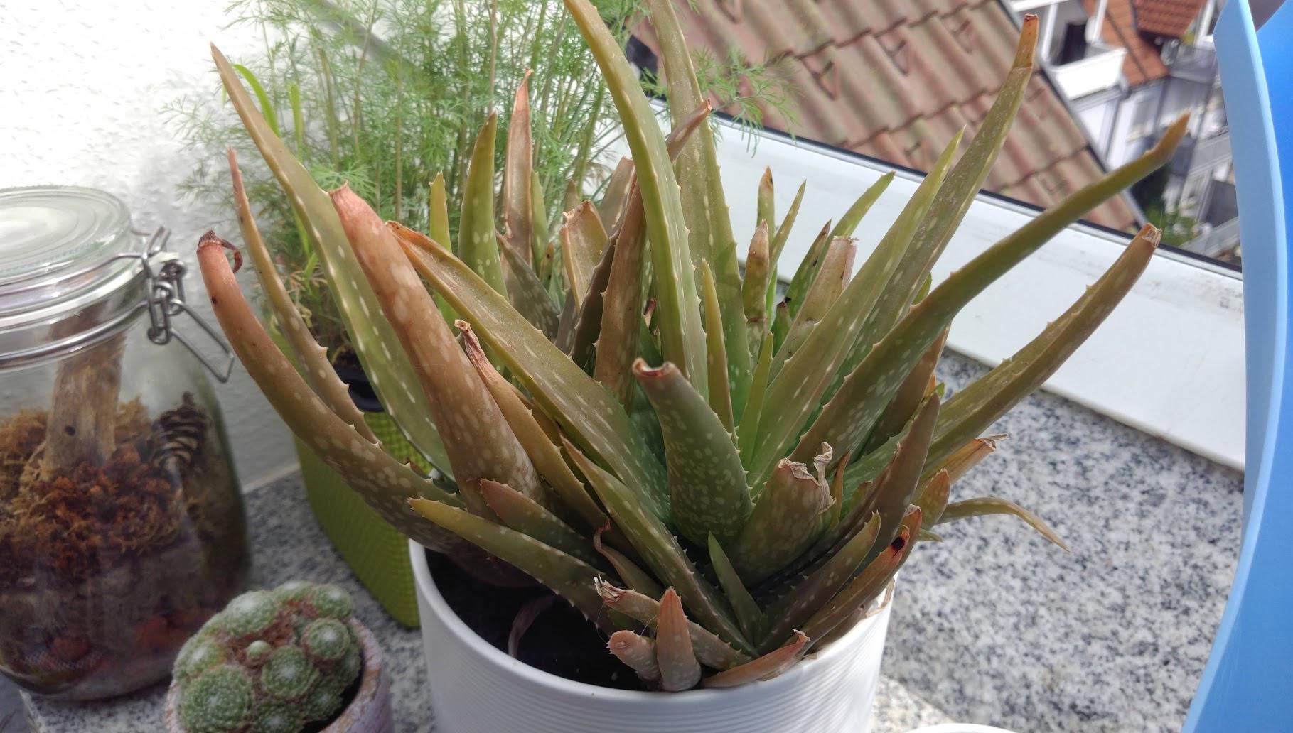 Aloe too much or too little water? r/plantclinic